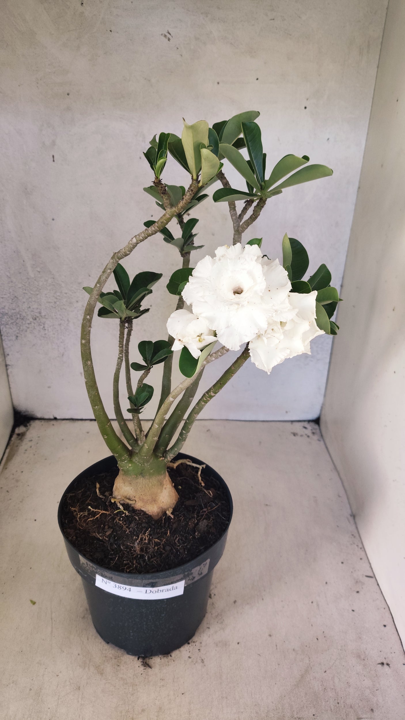 Planta Dobrada 3894 – 40cm – 04 anos