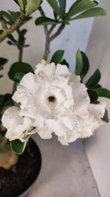 Planta Dobrada 3894 – 40cm – 04 anos