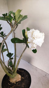 Planta Dobrada 3894 – 40cm – 04 anos