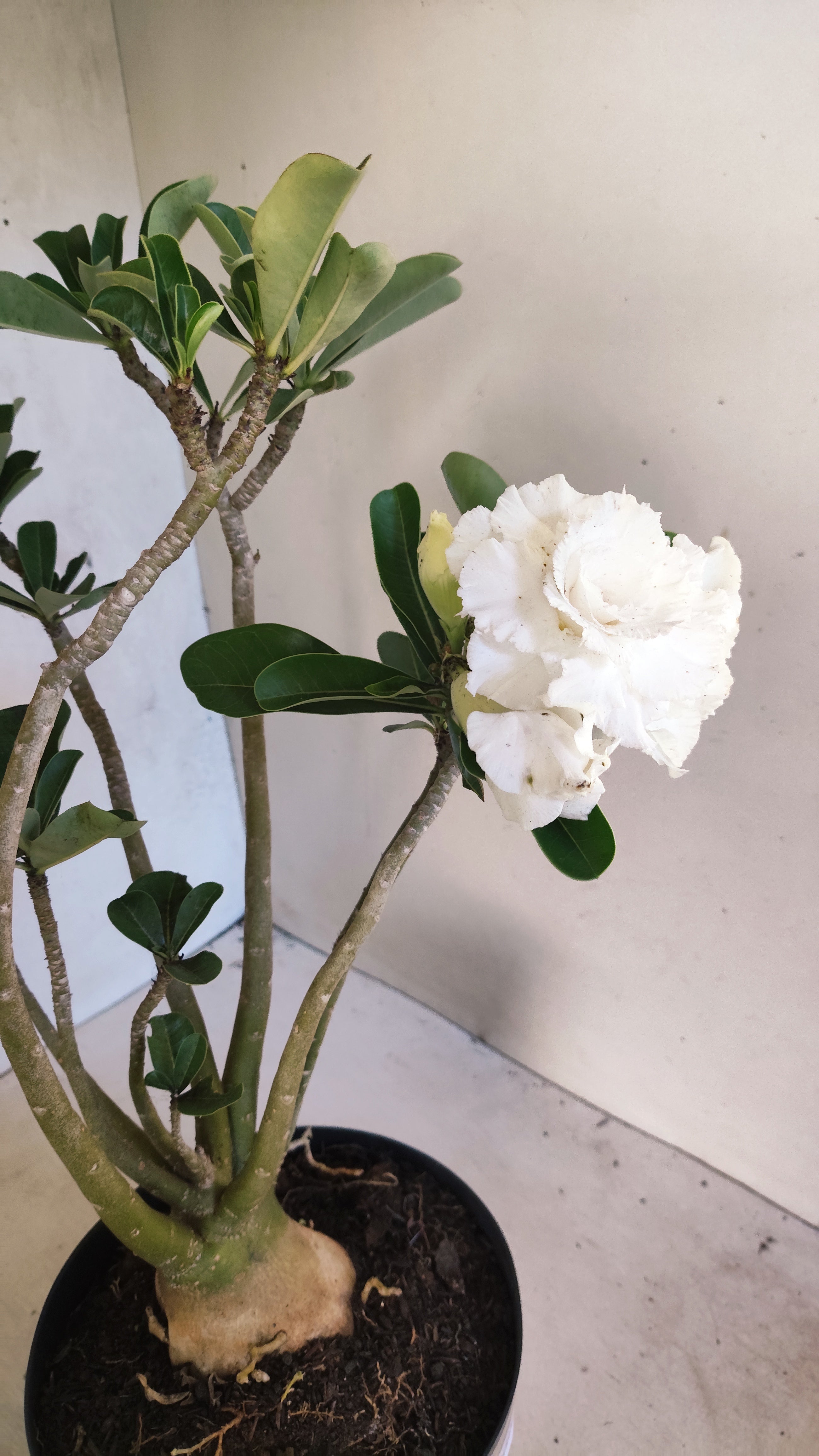 Planta Dobrada 3894 – 40cm – 04 anos