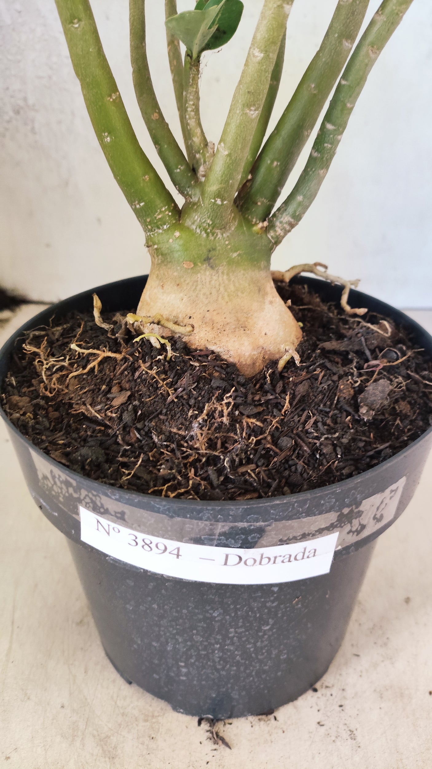 Planta Dobrada 3894 – 40cm – 04 anos