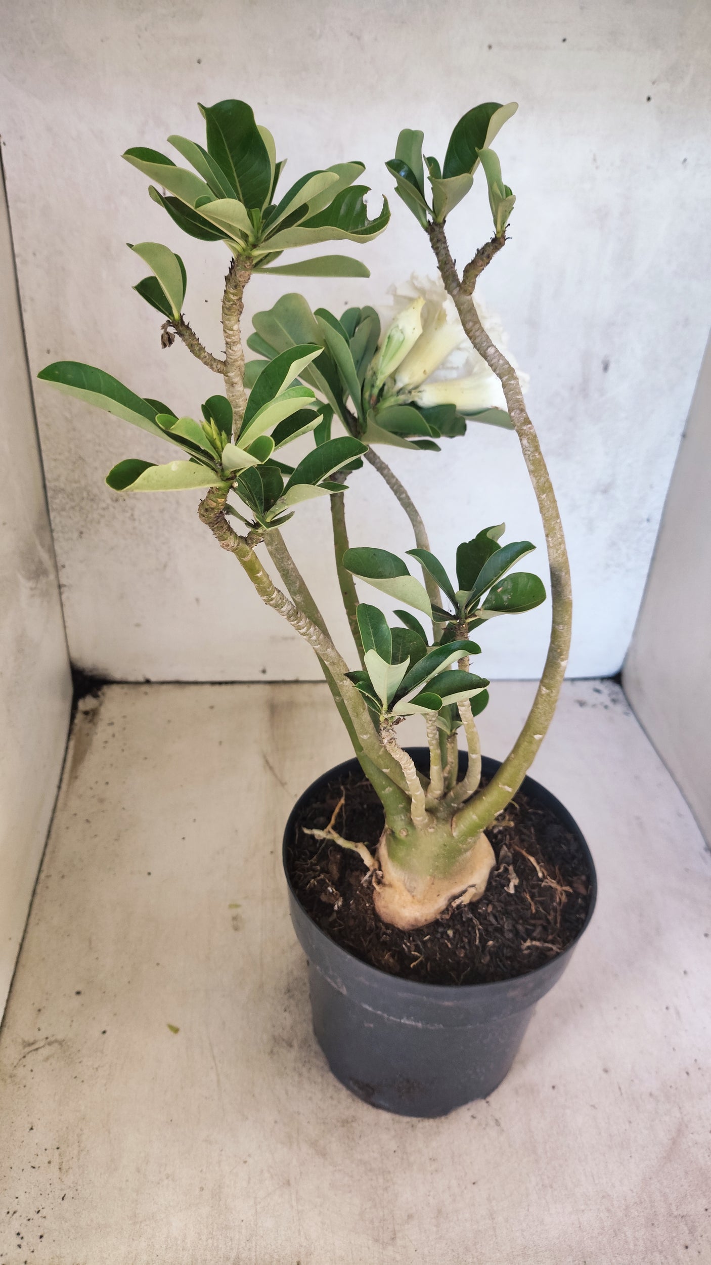 Planta Dobrada 3894 – 40cm – 04 anos