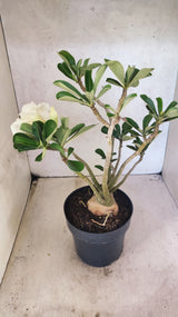 Planta Dobrada 3894 – 40cm – 04 anos