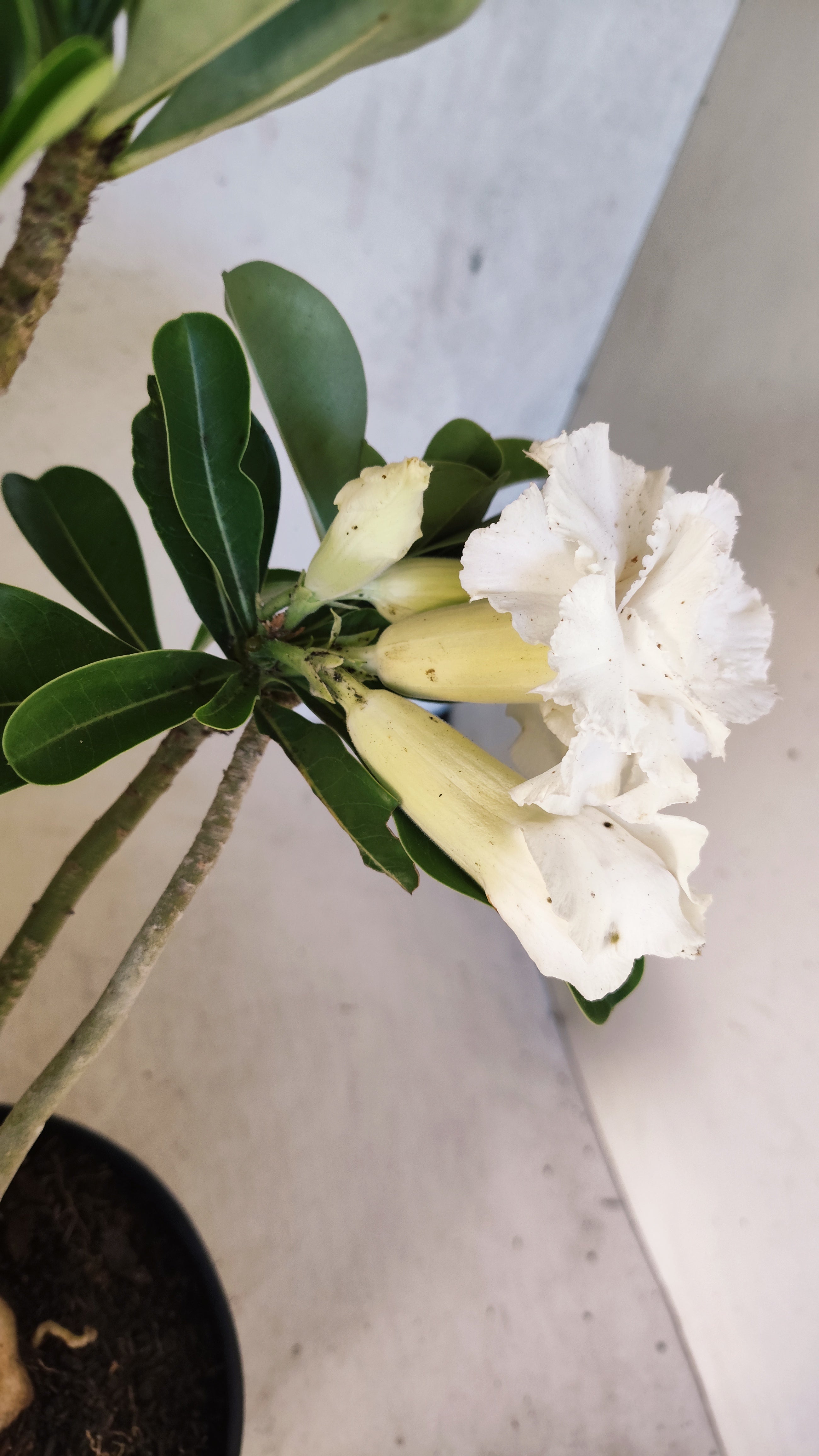 Planta Dobrada 3894 – 40cm – 04 anos