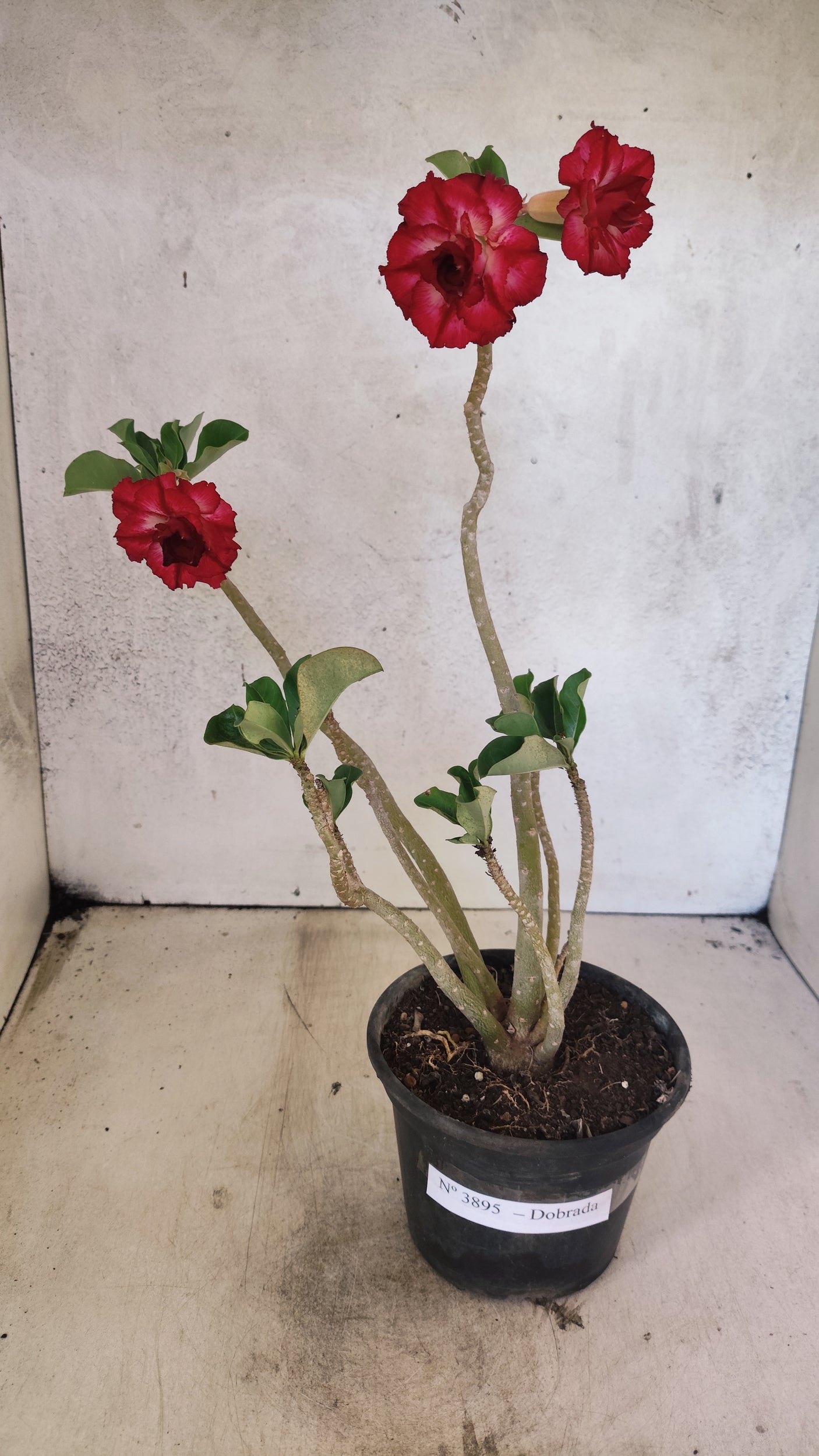 Planta Dobrada 3895 – 35cm – 03 anos