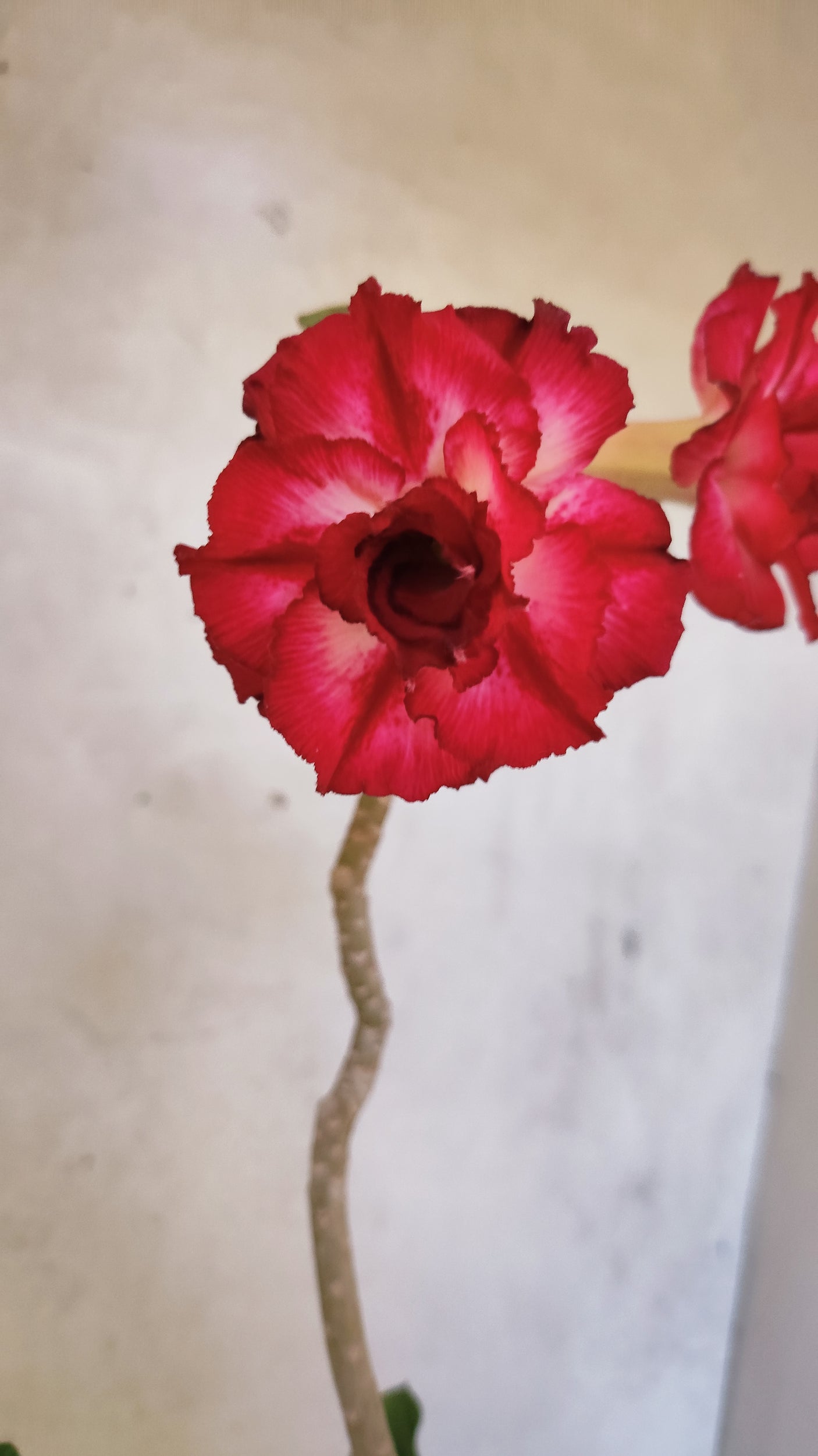 Planta Dobrada 3895 – 35cm – 03 anos