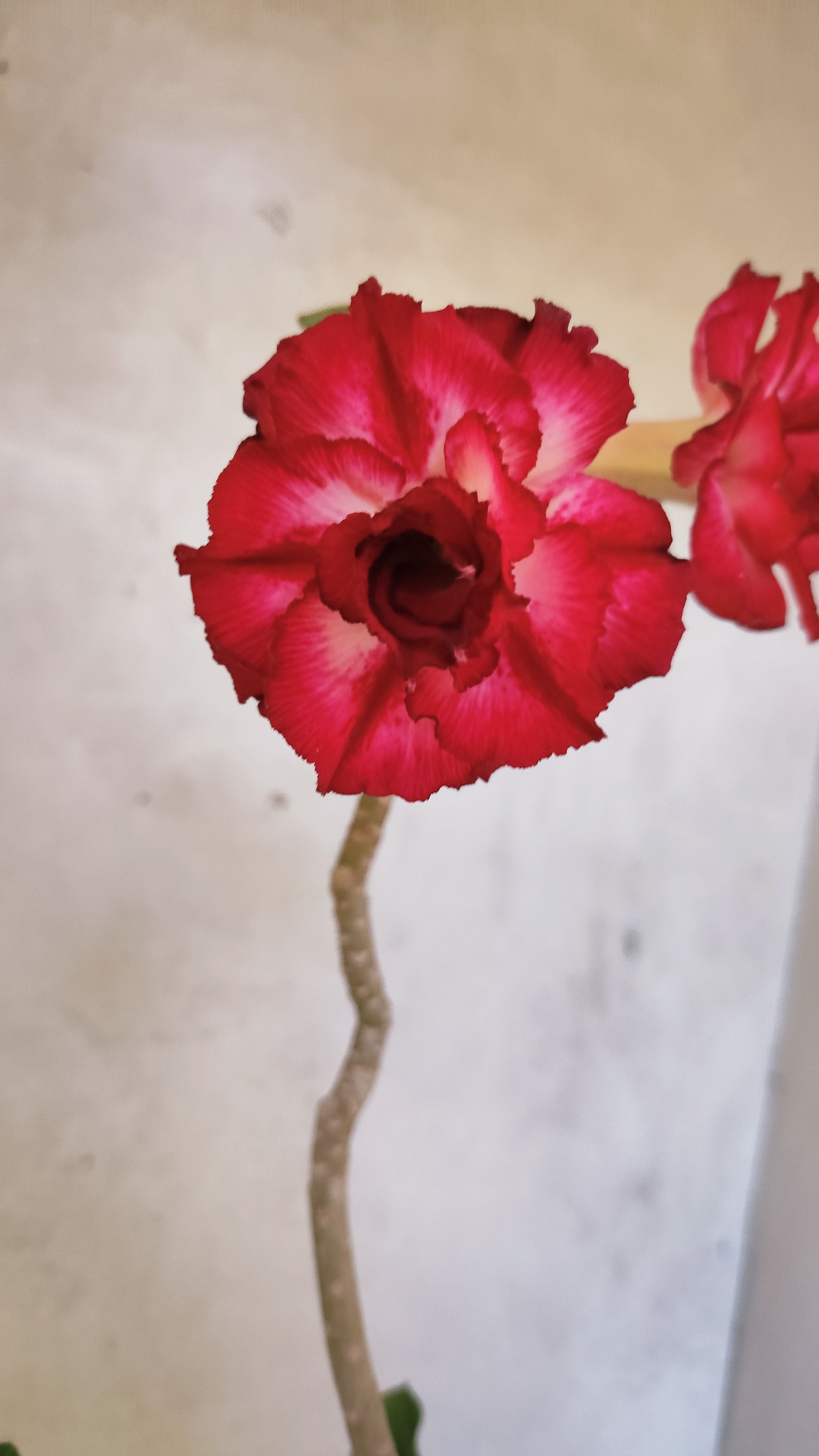 Planta Dobrada 3895 – 35cm – 03 anos