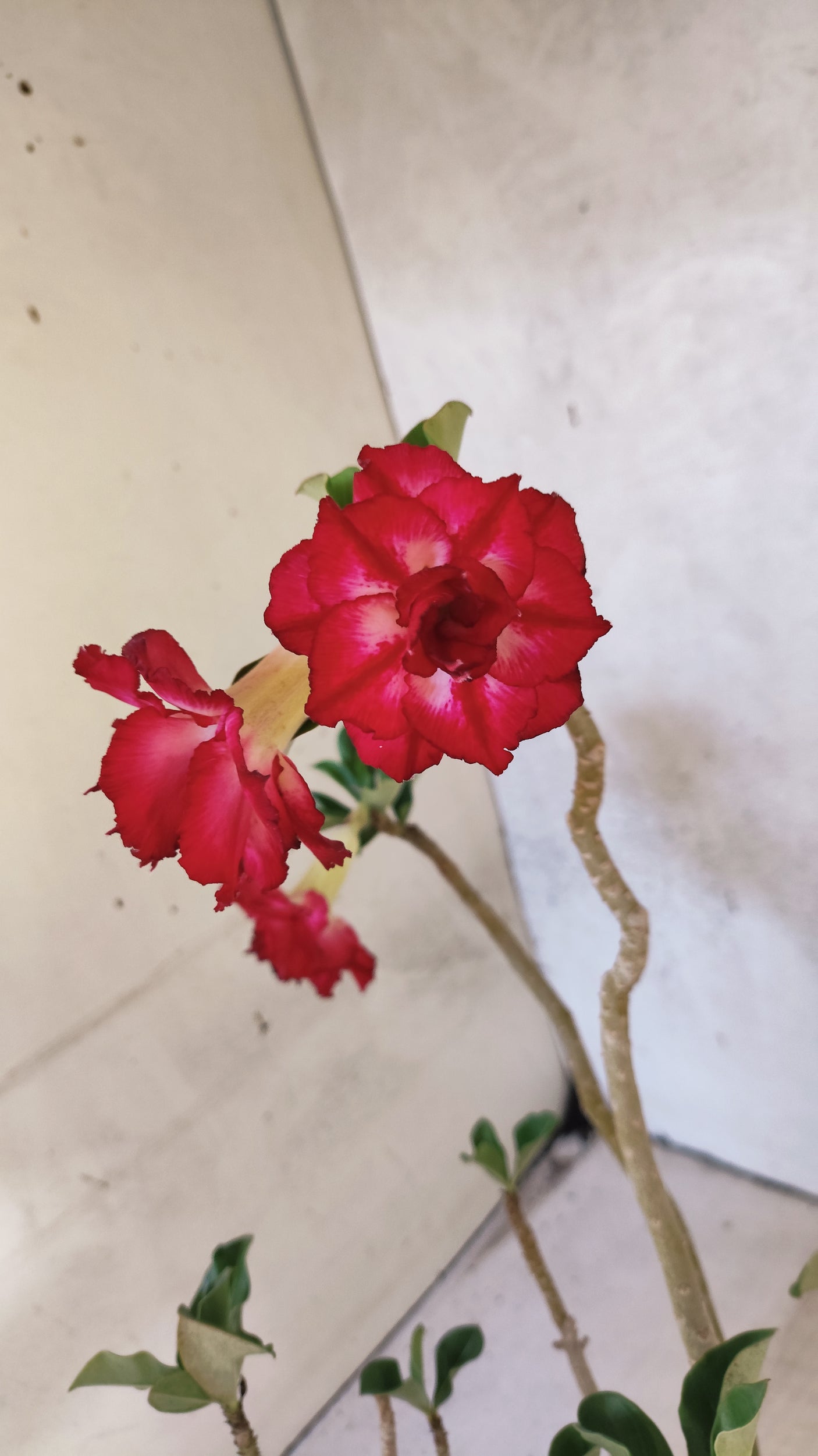 Planta Dobrada 3895 – 35cm – 03 anos