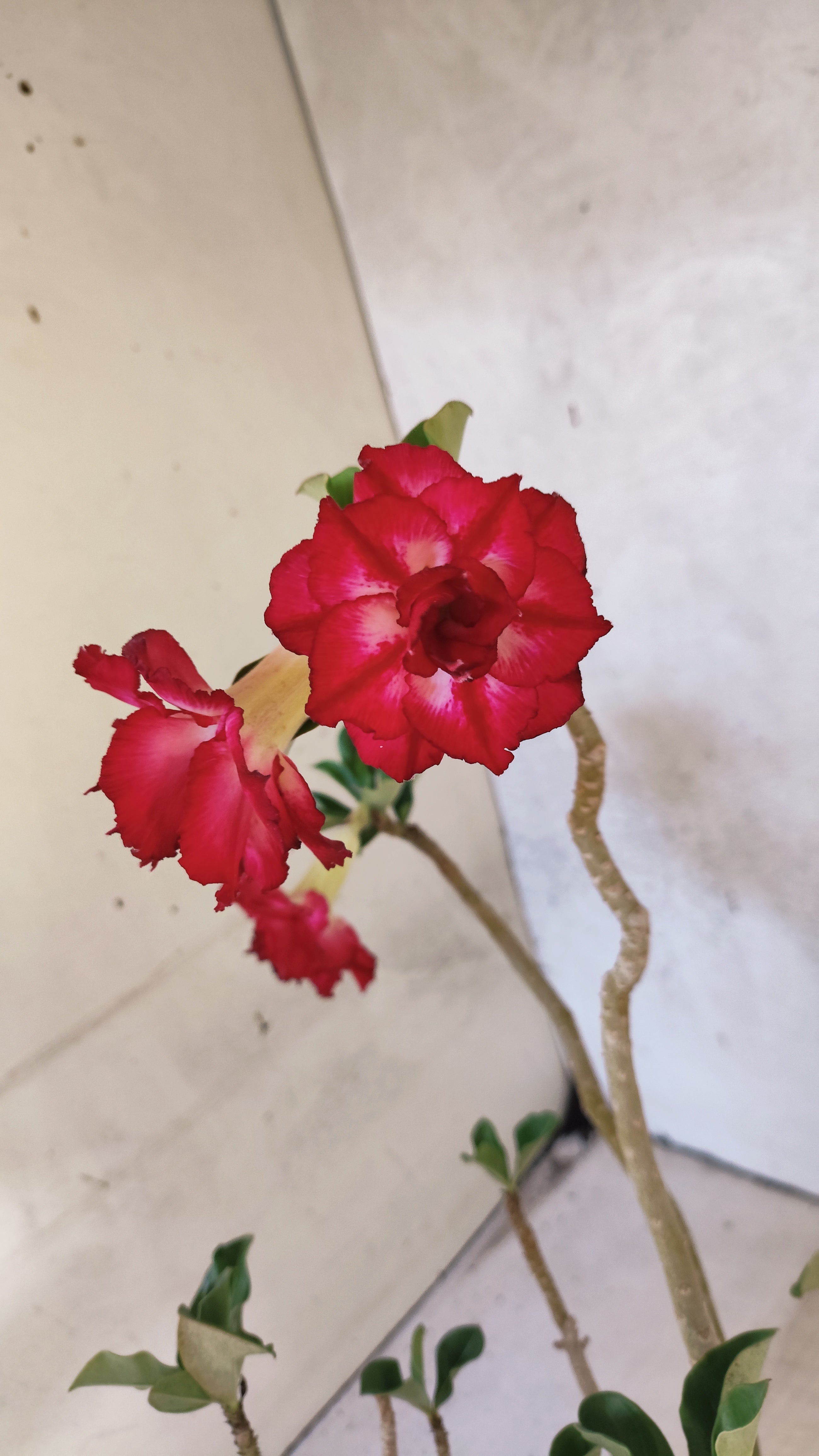 Planta Dobrada 3895 – 35cm – 03 anos