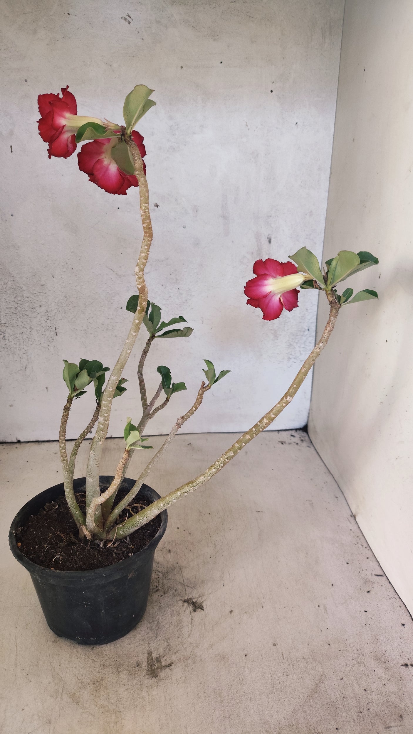 Planta Dobrada 3895 – 35cm – 03 anos