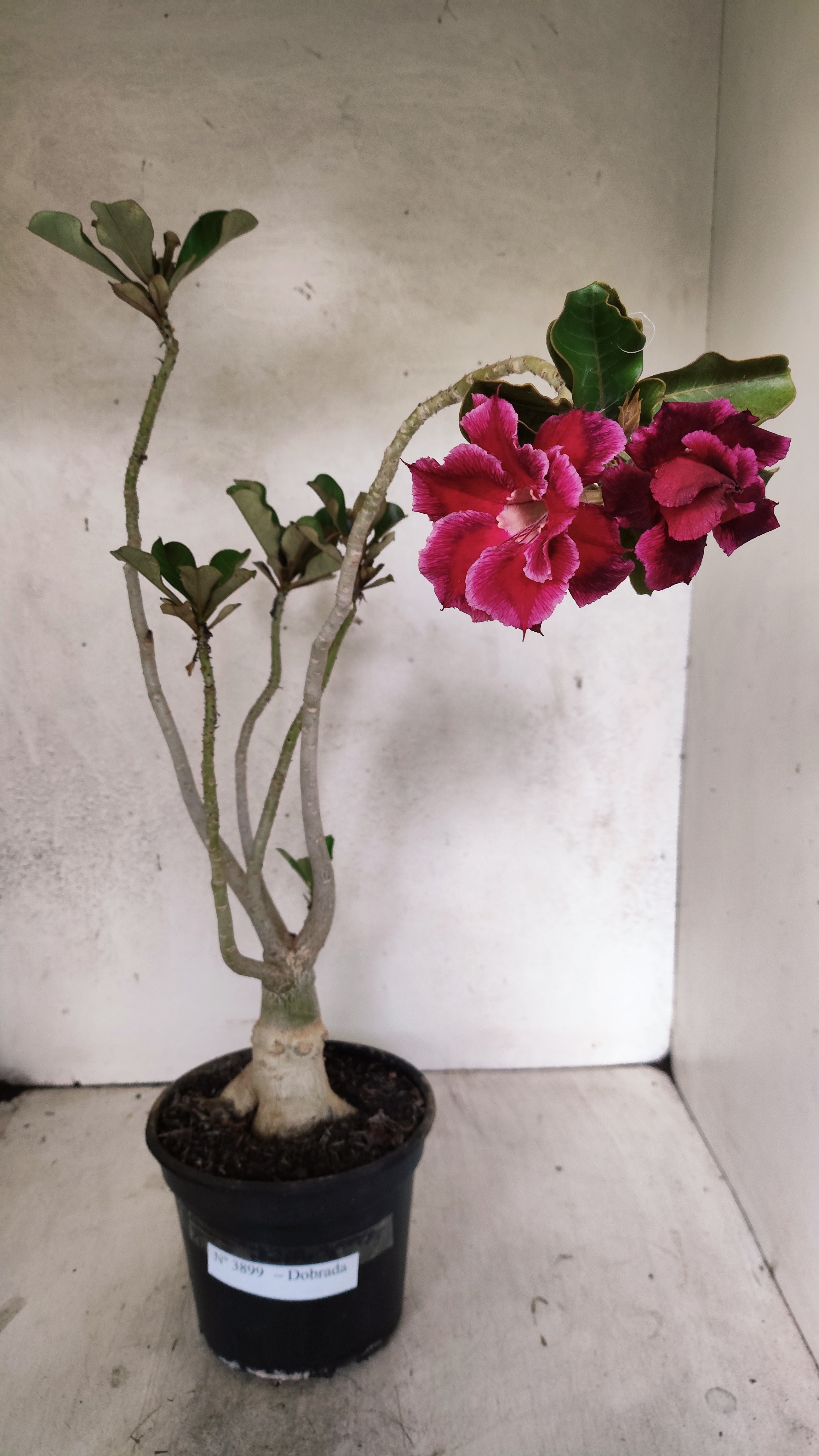 Planta Dobrada 3899 – 35cm – 03 anos