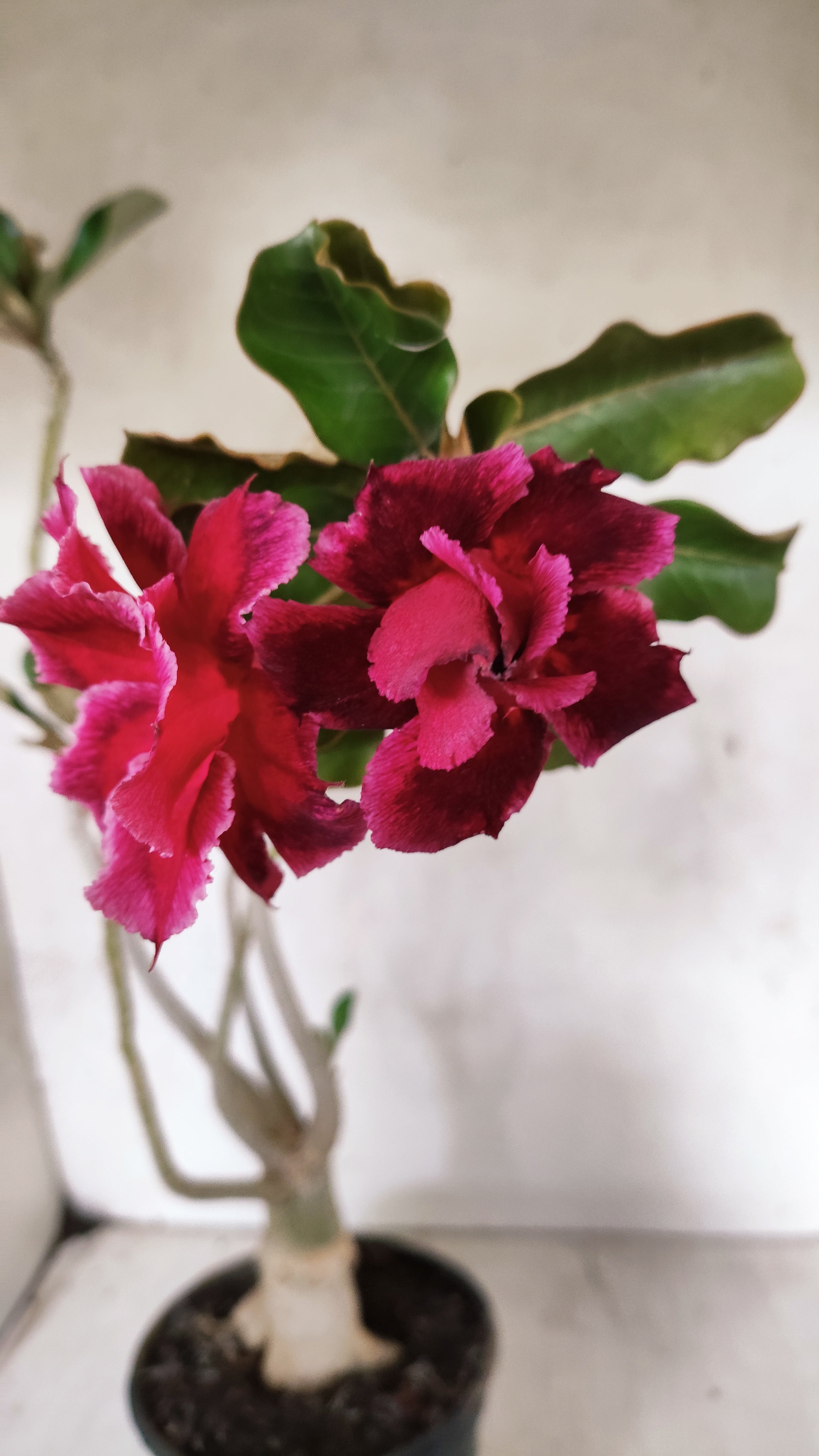 Planta Dobrada 3899 – 35cm – 03 anos