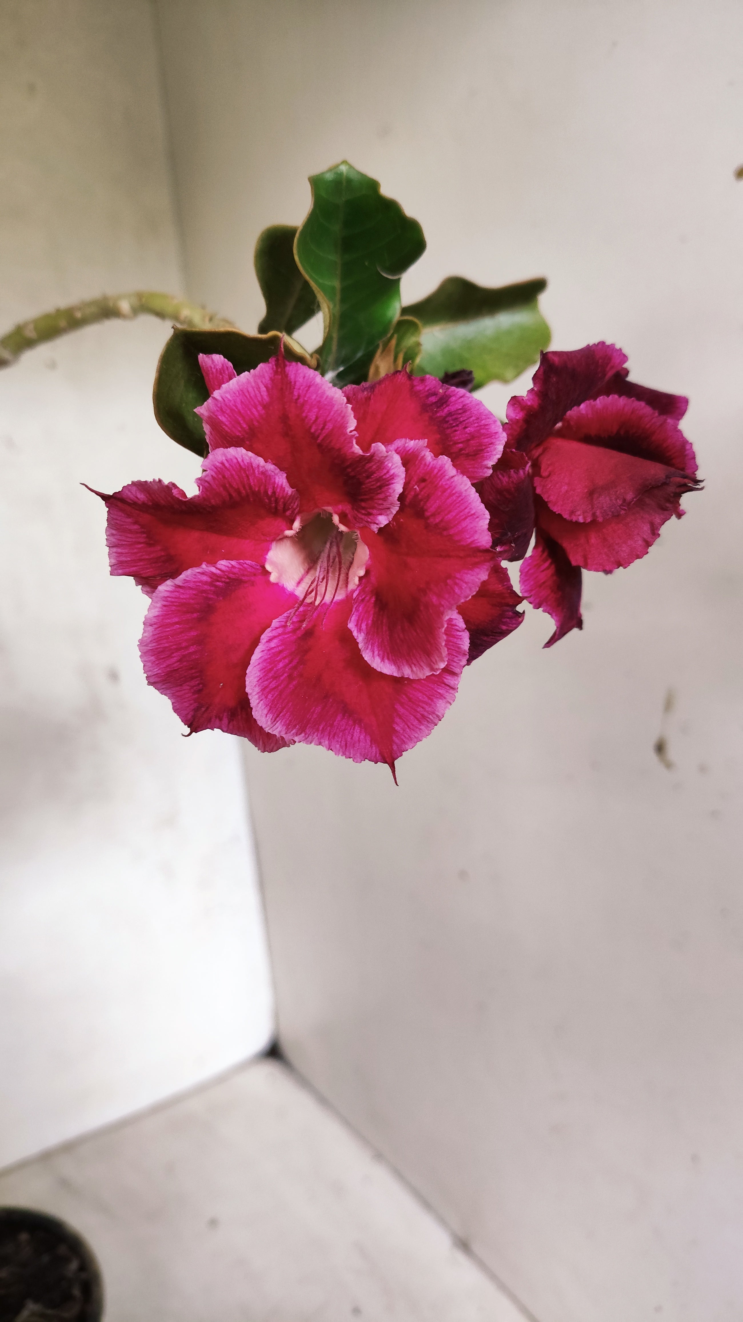 Planta Dobrada 3899 – 35cm – 03 anos