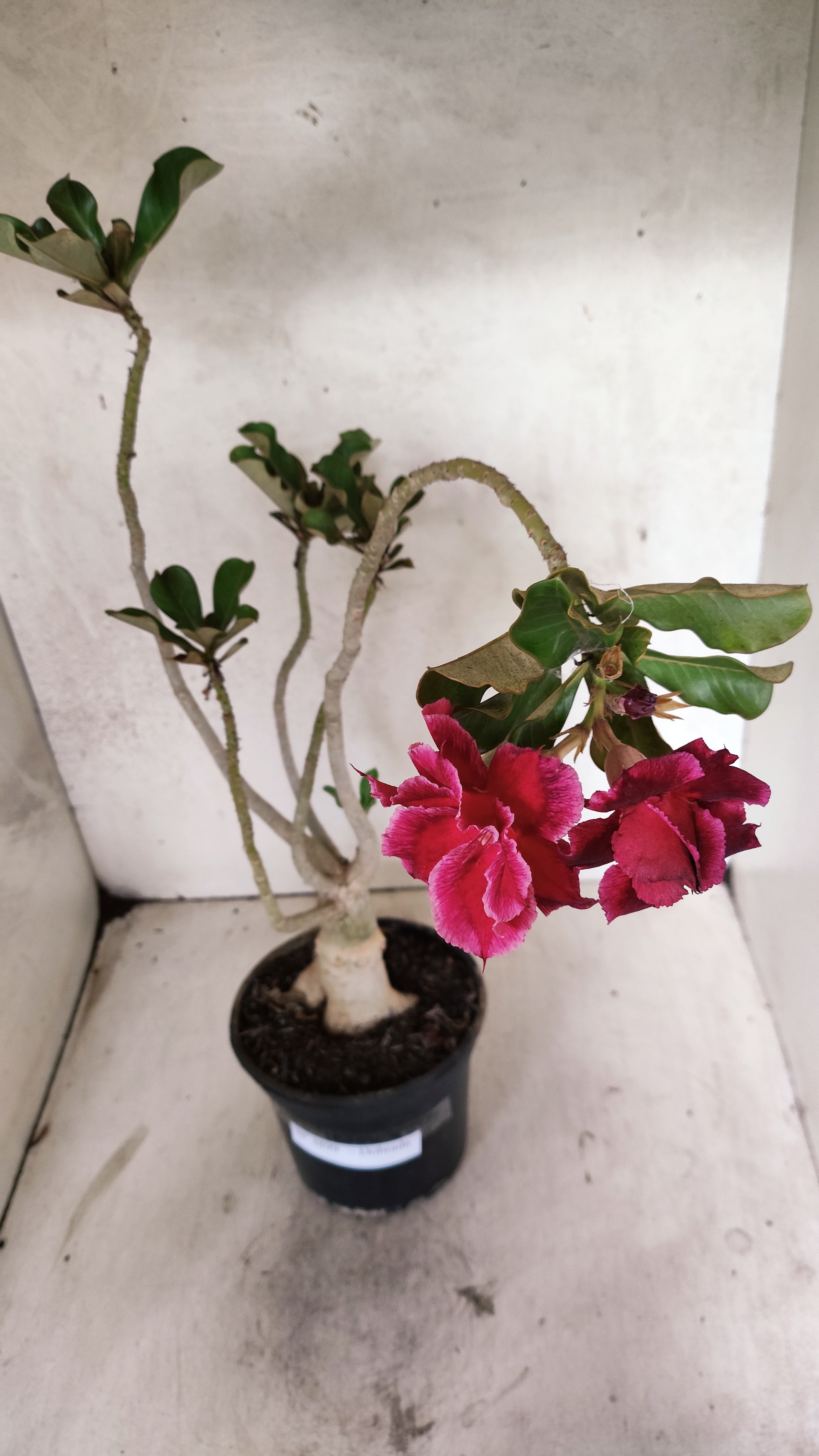 Planta Dobrada 3899 – 35cm – 03 anos