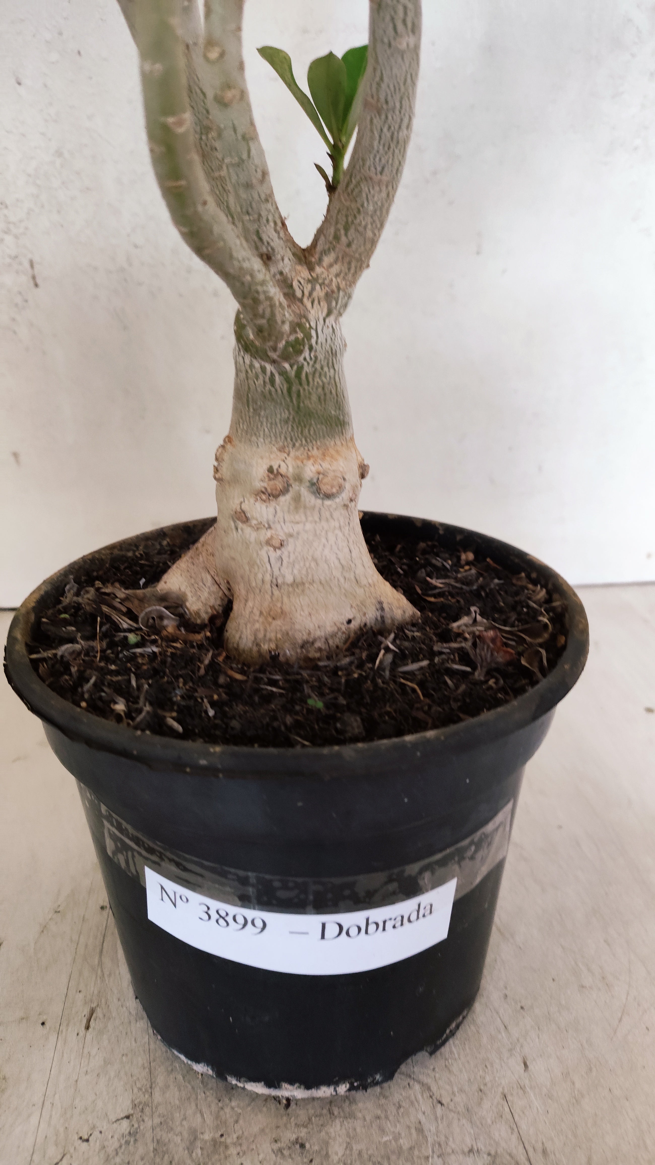 Planta Dobrada 3899 – 35cm – 03 anos