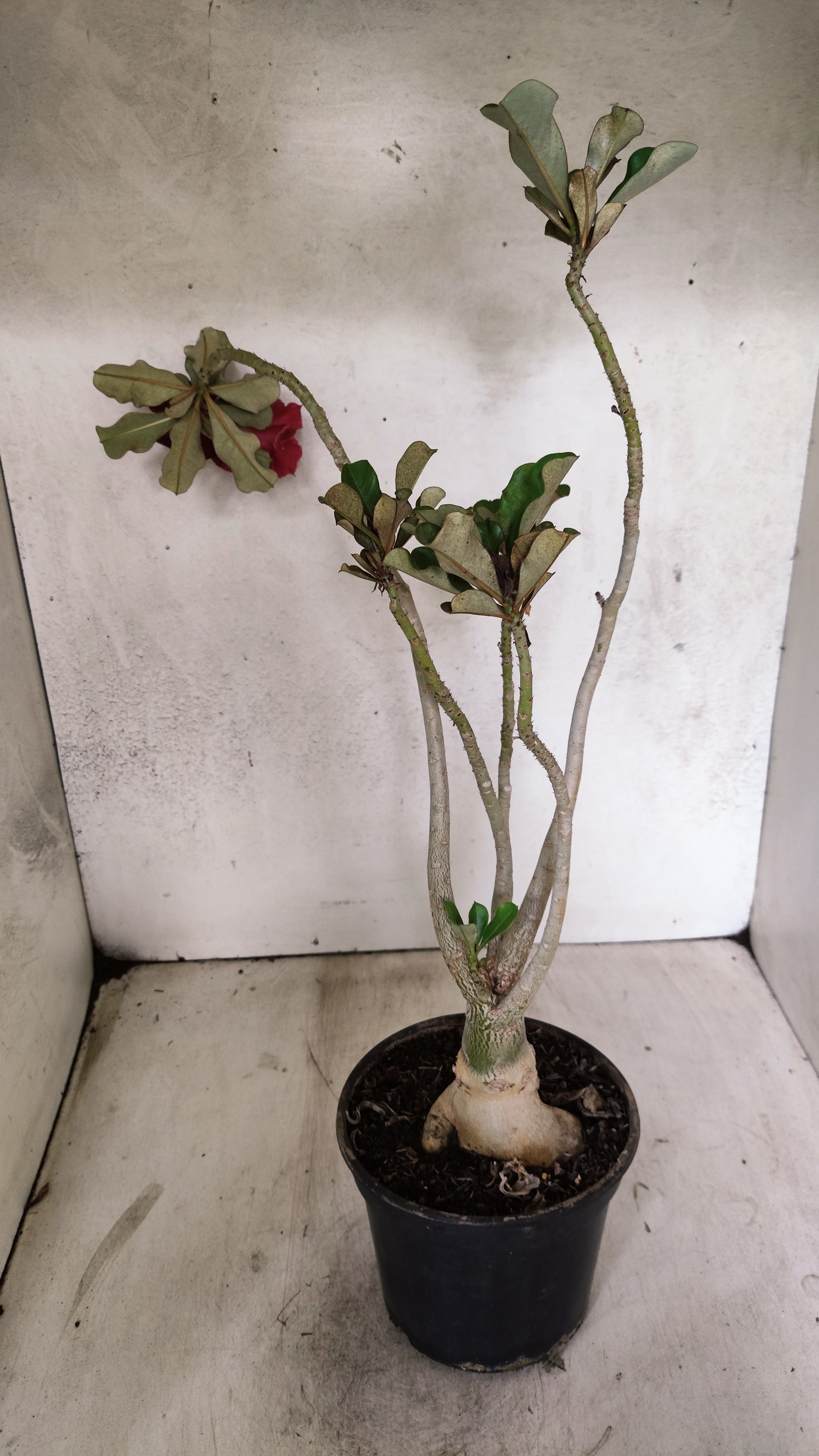 Planta Dobrada 3899 – 35cm – 03 anos
