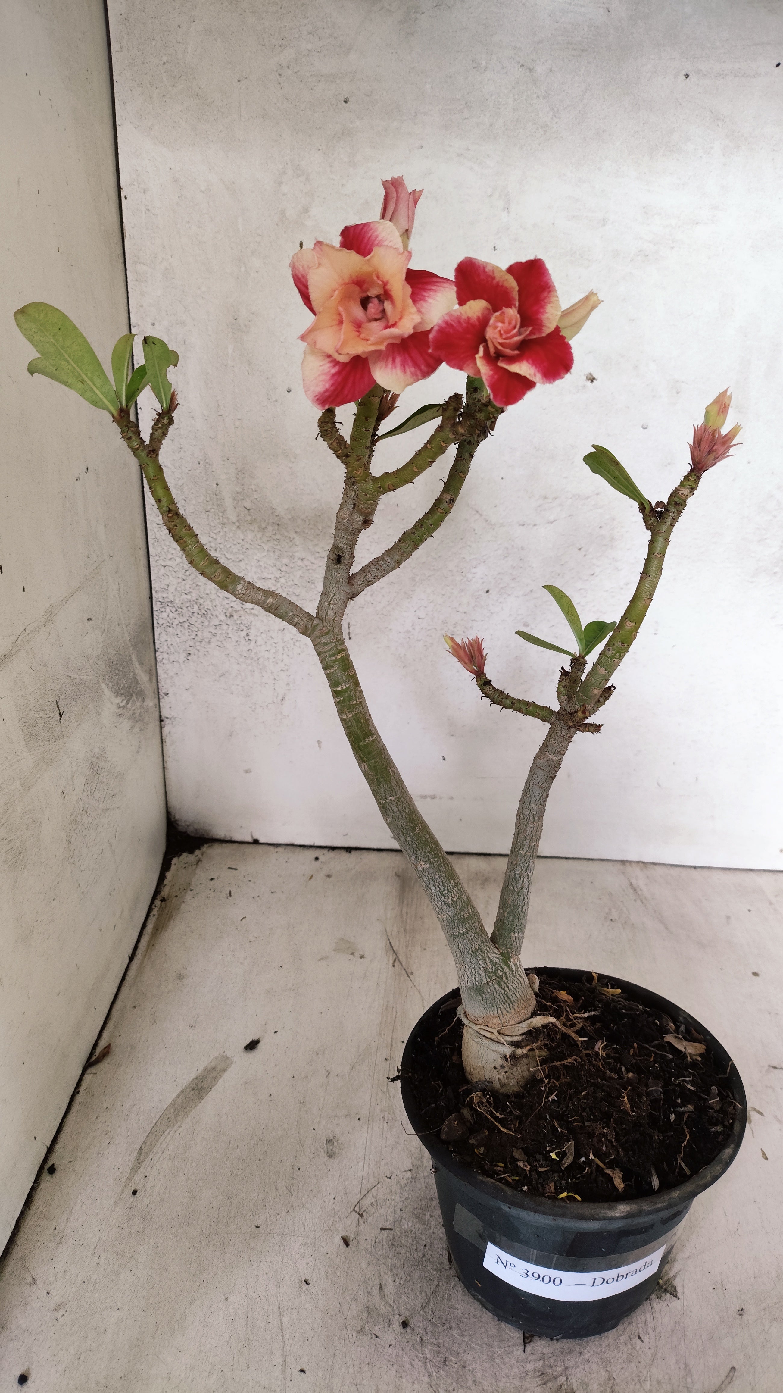 Planta Dobrada 3900 – 35cm – 03 anos