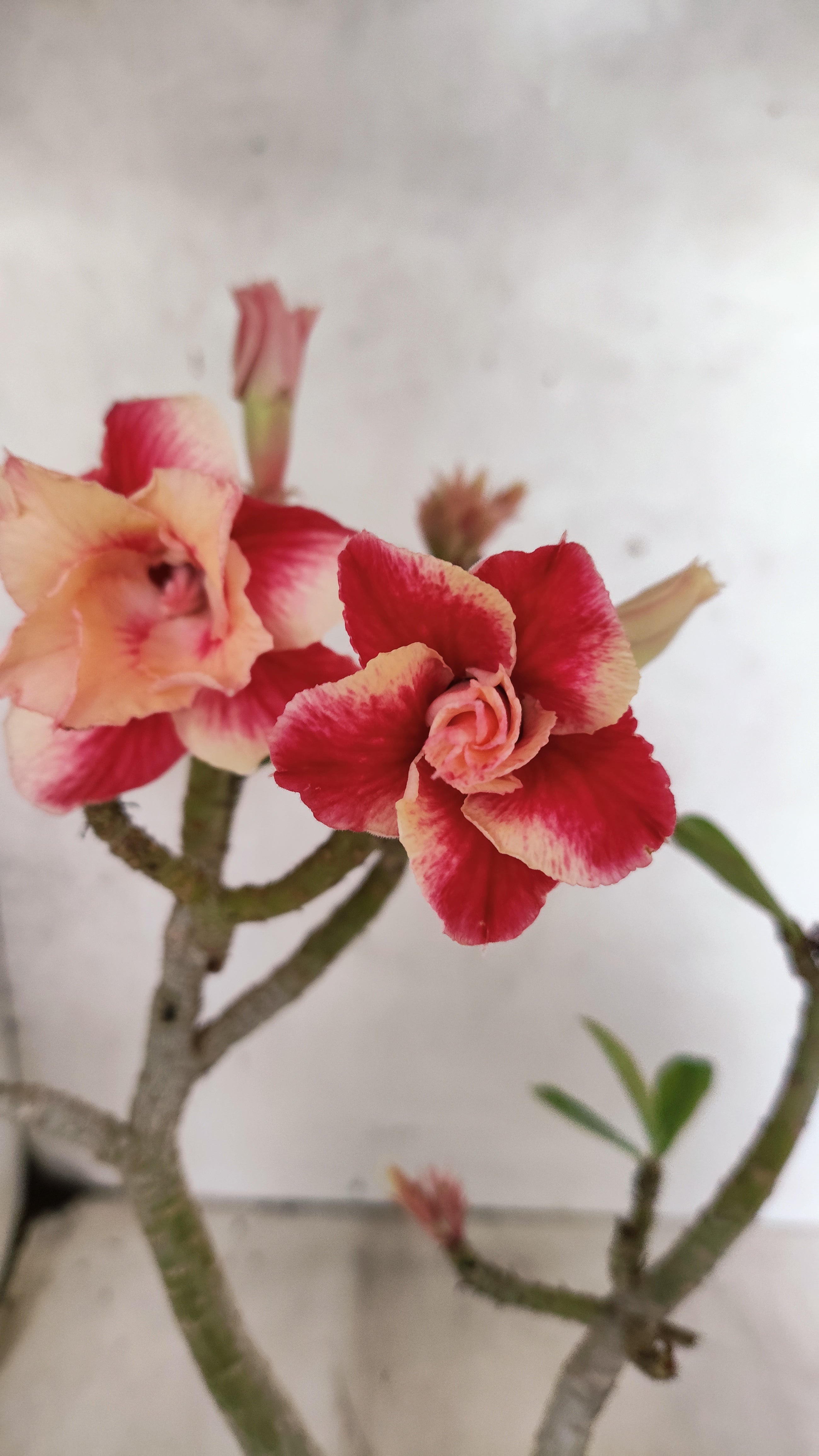 Planta Dobrada 3900 – 35cm – 03 anos