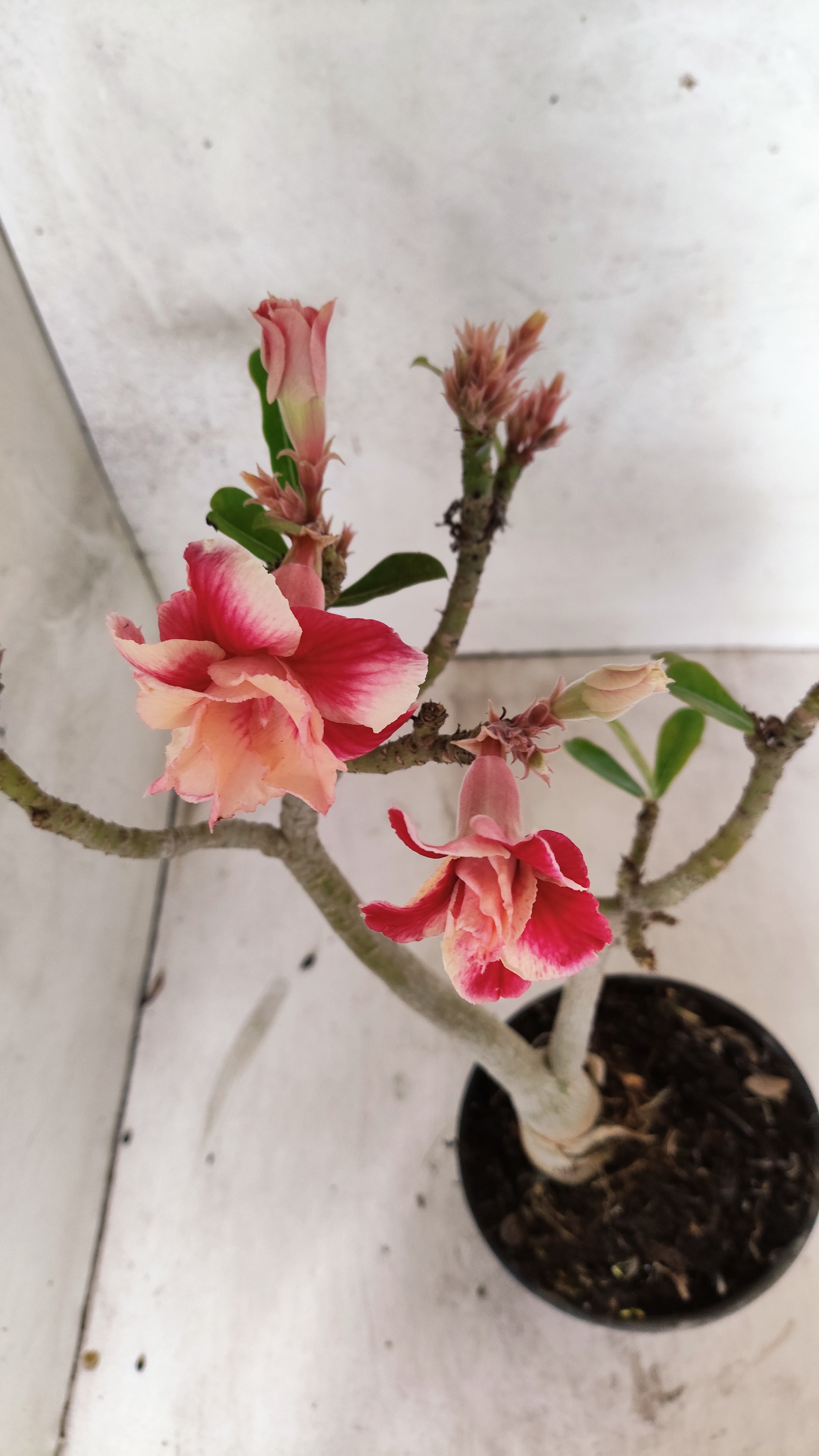 Planta Dobrada 3900 – 35cm – 03 anos