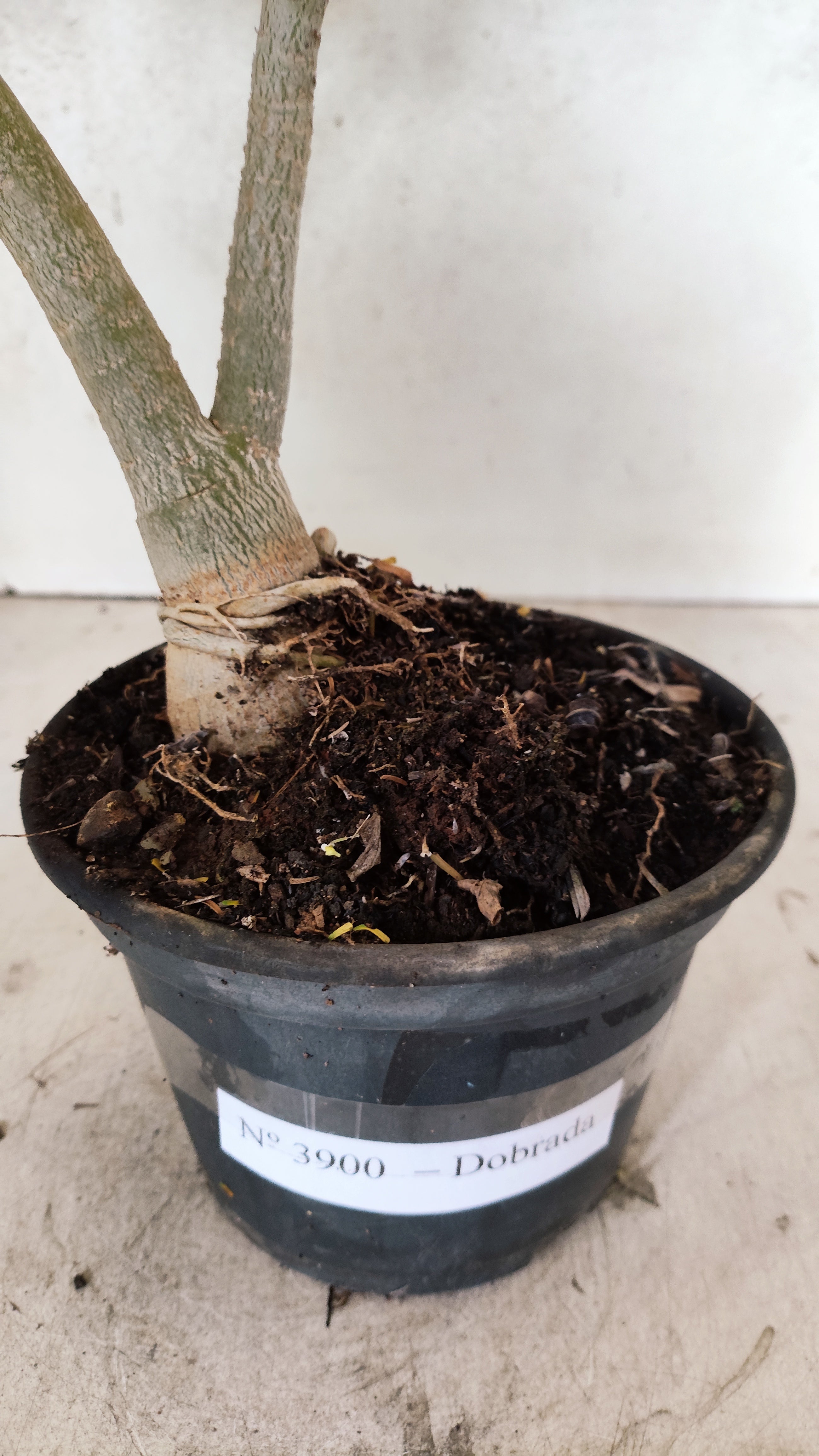 Planta Dobrada 3900 – 35cm – 03 anos