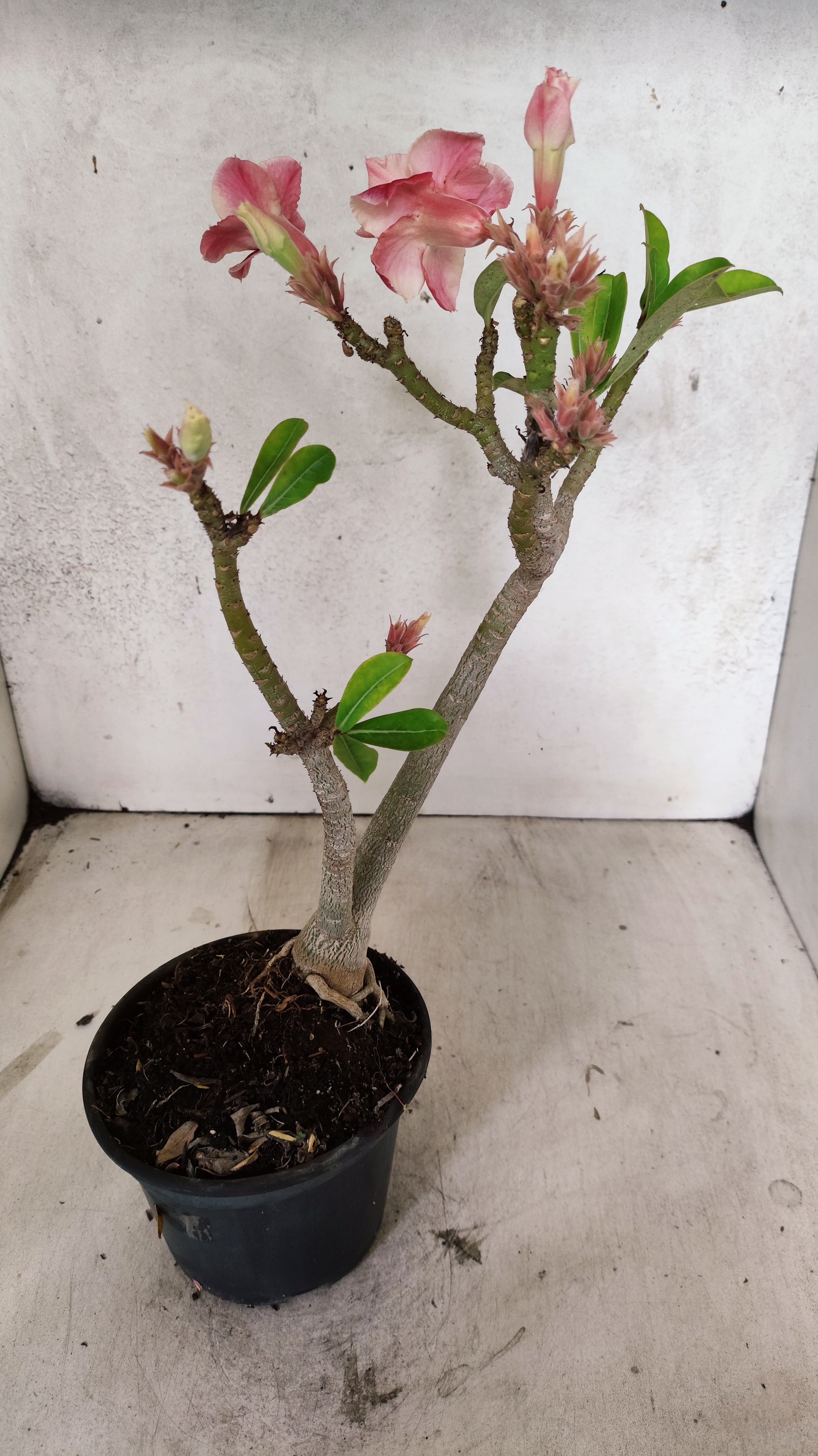 Planta Dobrada 3900 – 35cm – 03 anos
