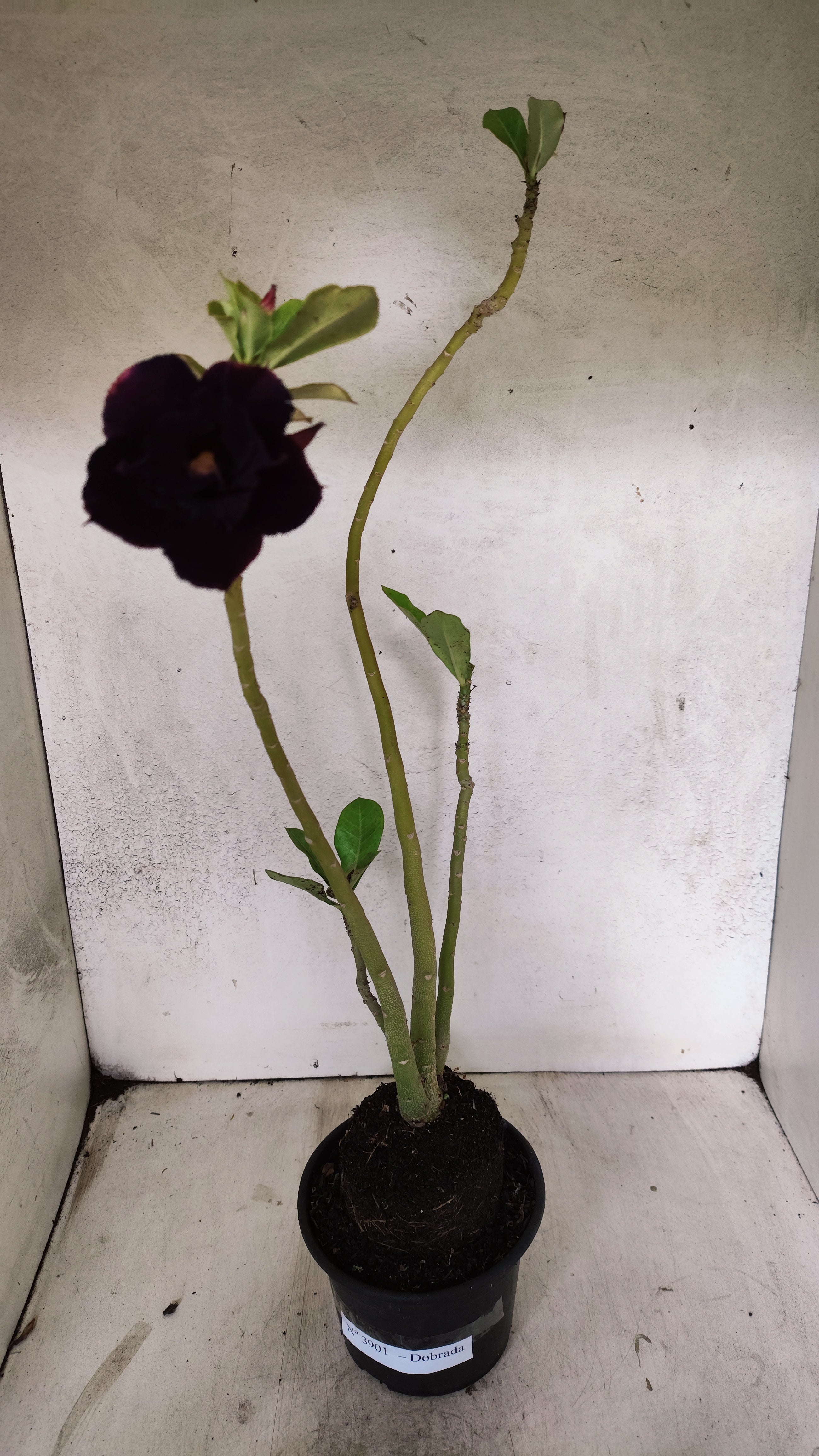 Planta Dobrada 3901 – 35cm – 03 anos