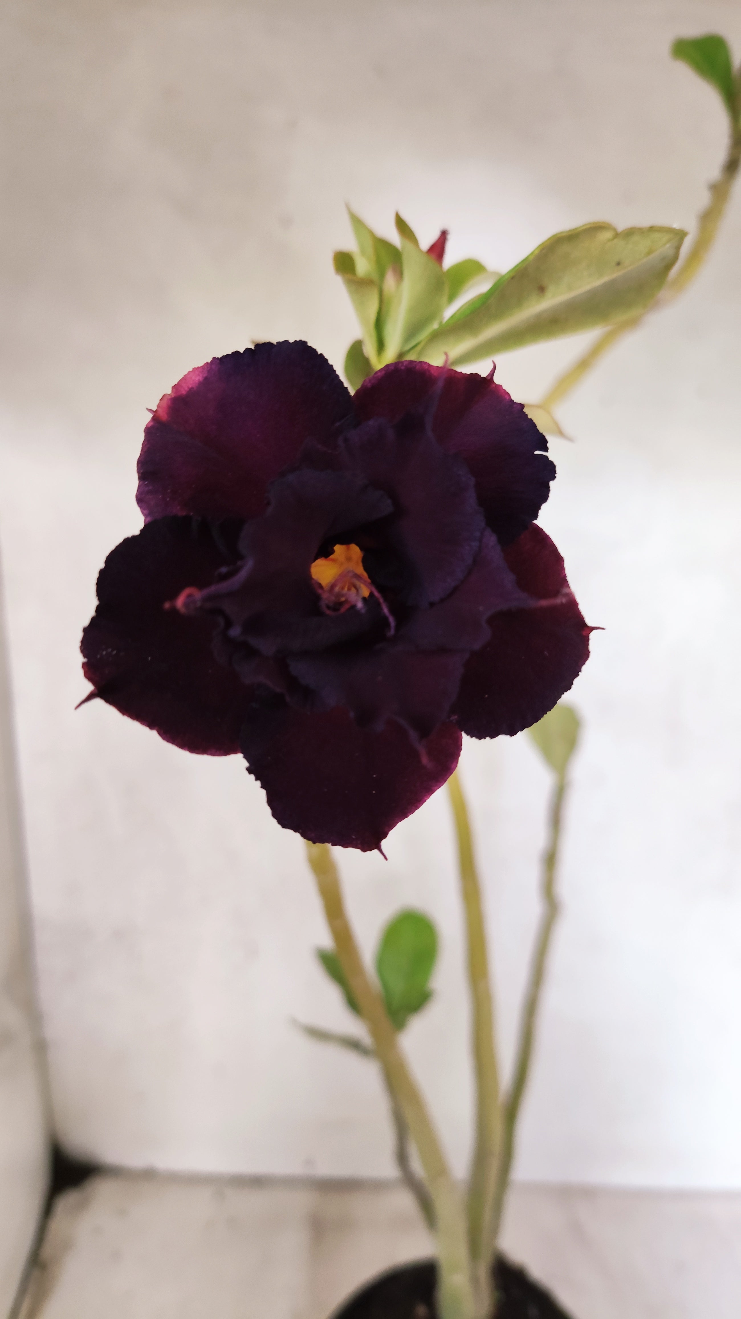 Planta Dobrada 3901 – 35cm – 03 anos