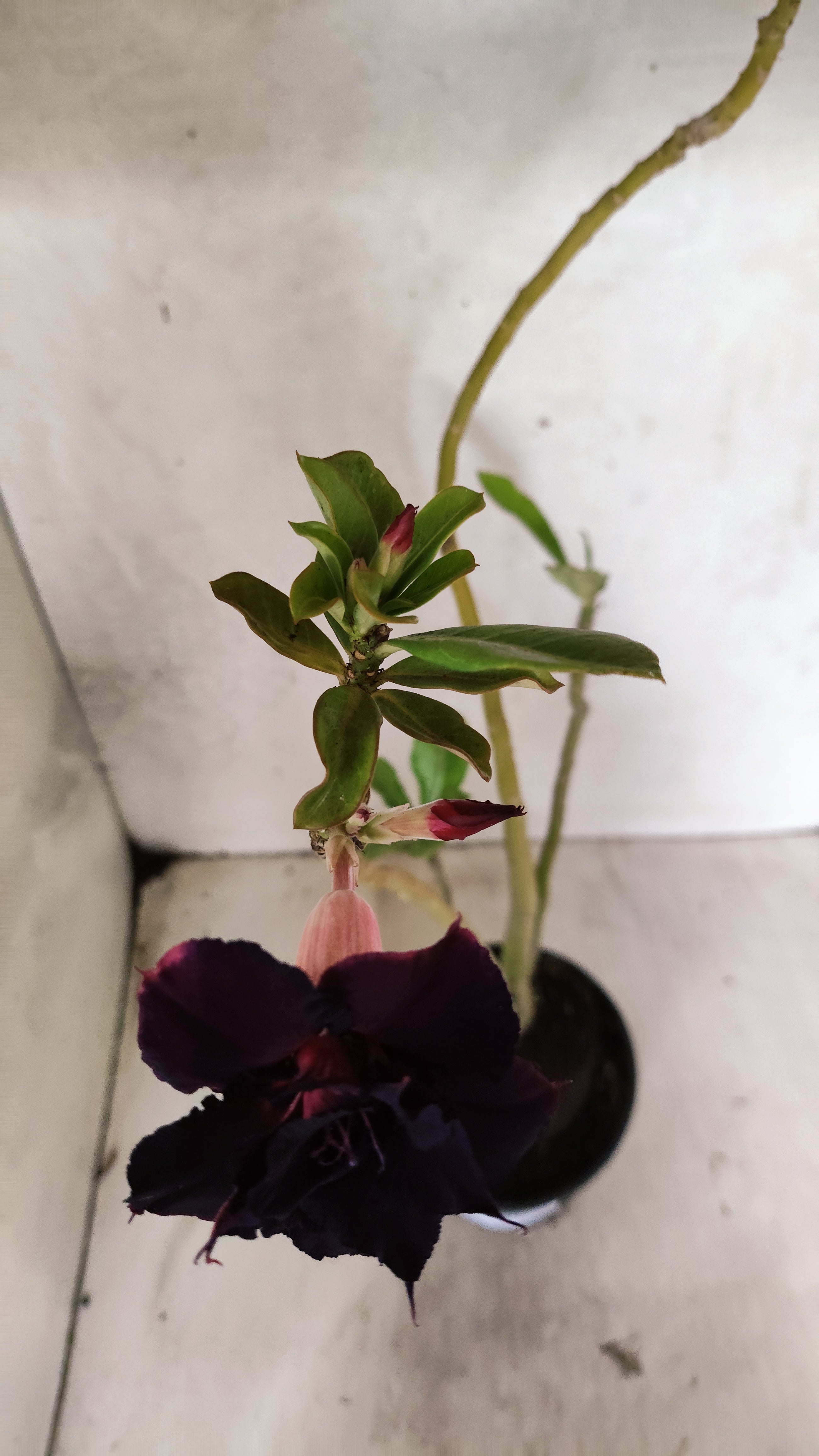 Planta Dobrada 3901 – 35cm – 03 anos