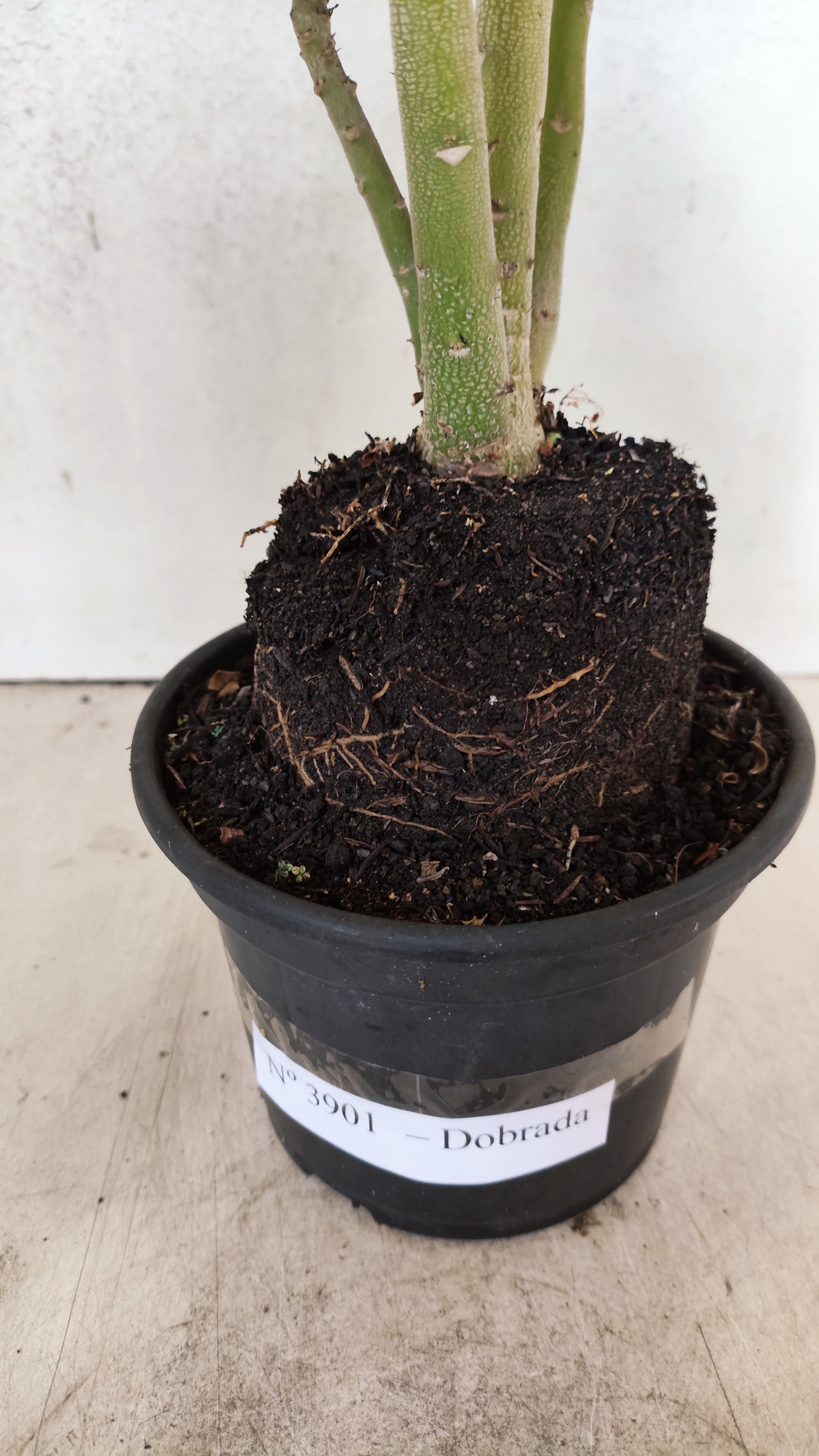 Planta Dobrada 3901 – 35cm – 03 anos