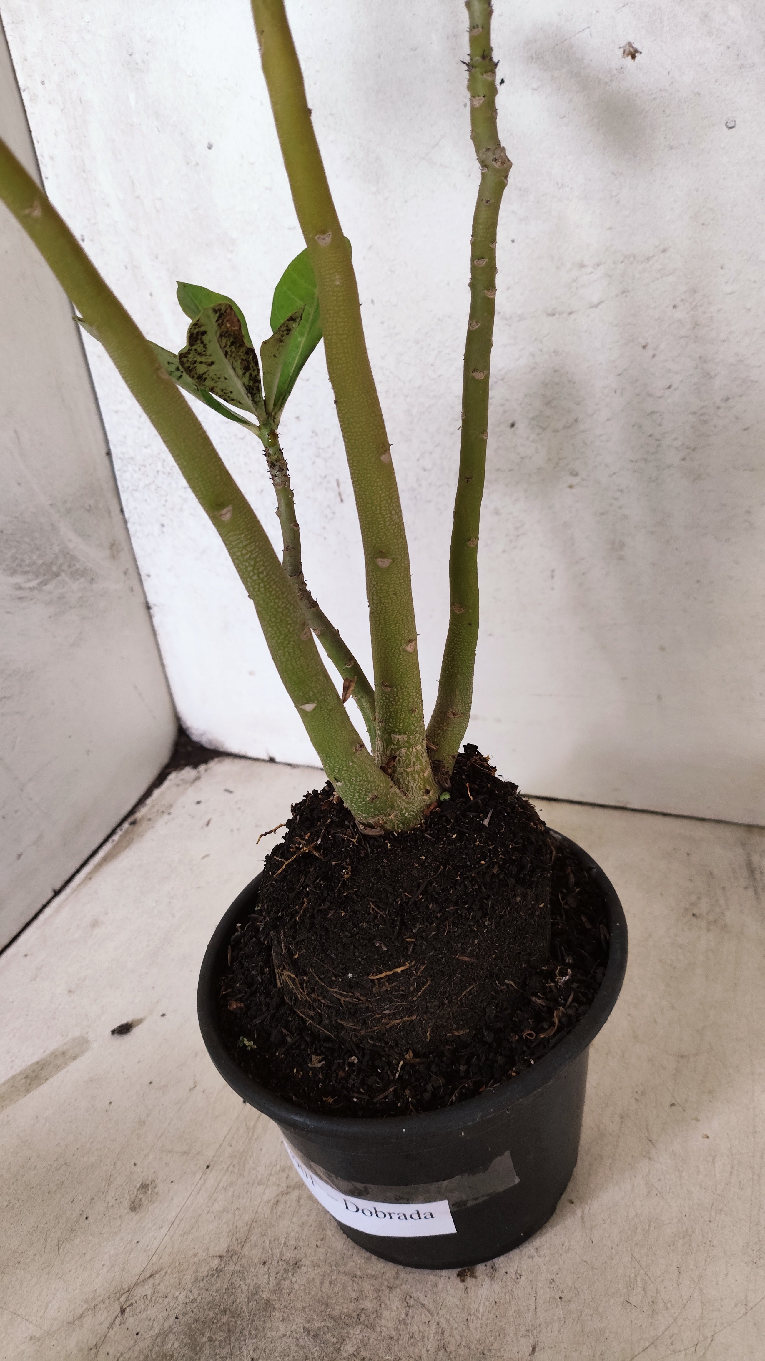 Planta Dobrada 3901 – 35cm – 03 anos