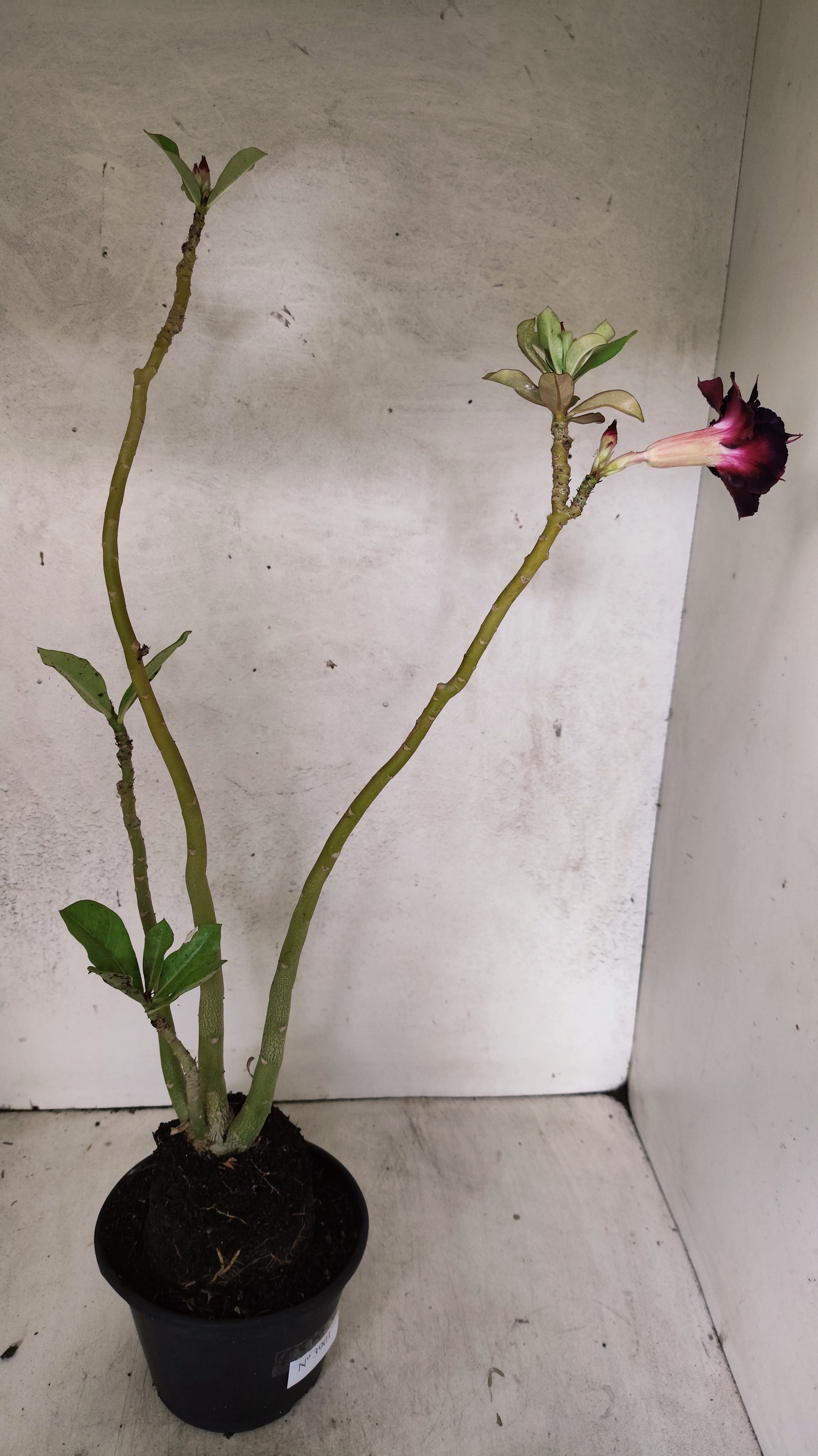 Planta Dobrada 3901 – 35cm – 03 anos