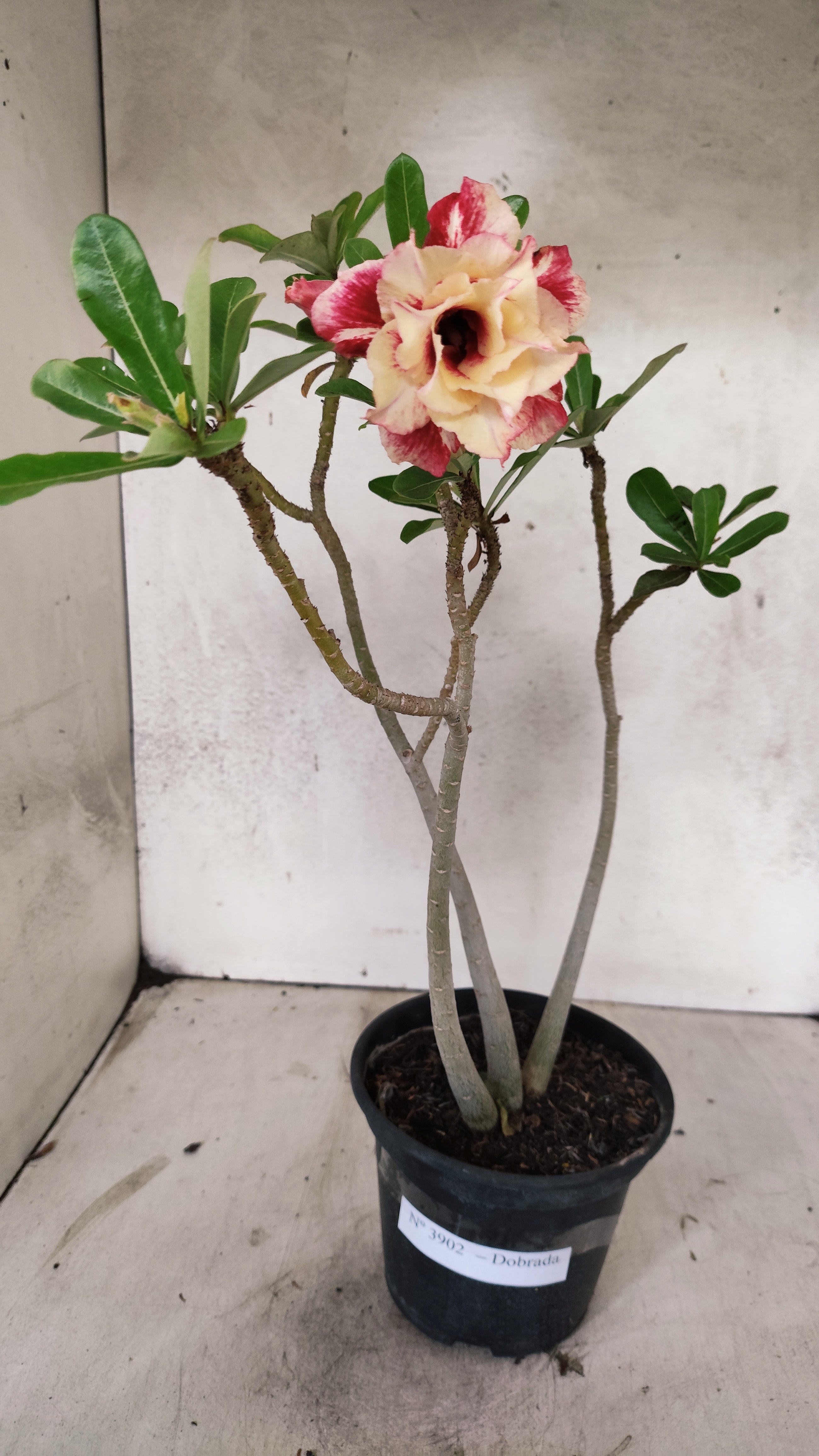 Planta Dobrada 3902 – 35cm – 03 anos