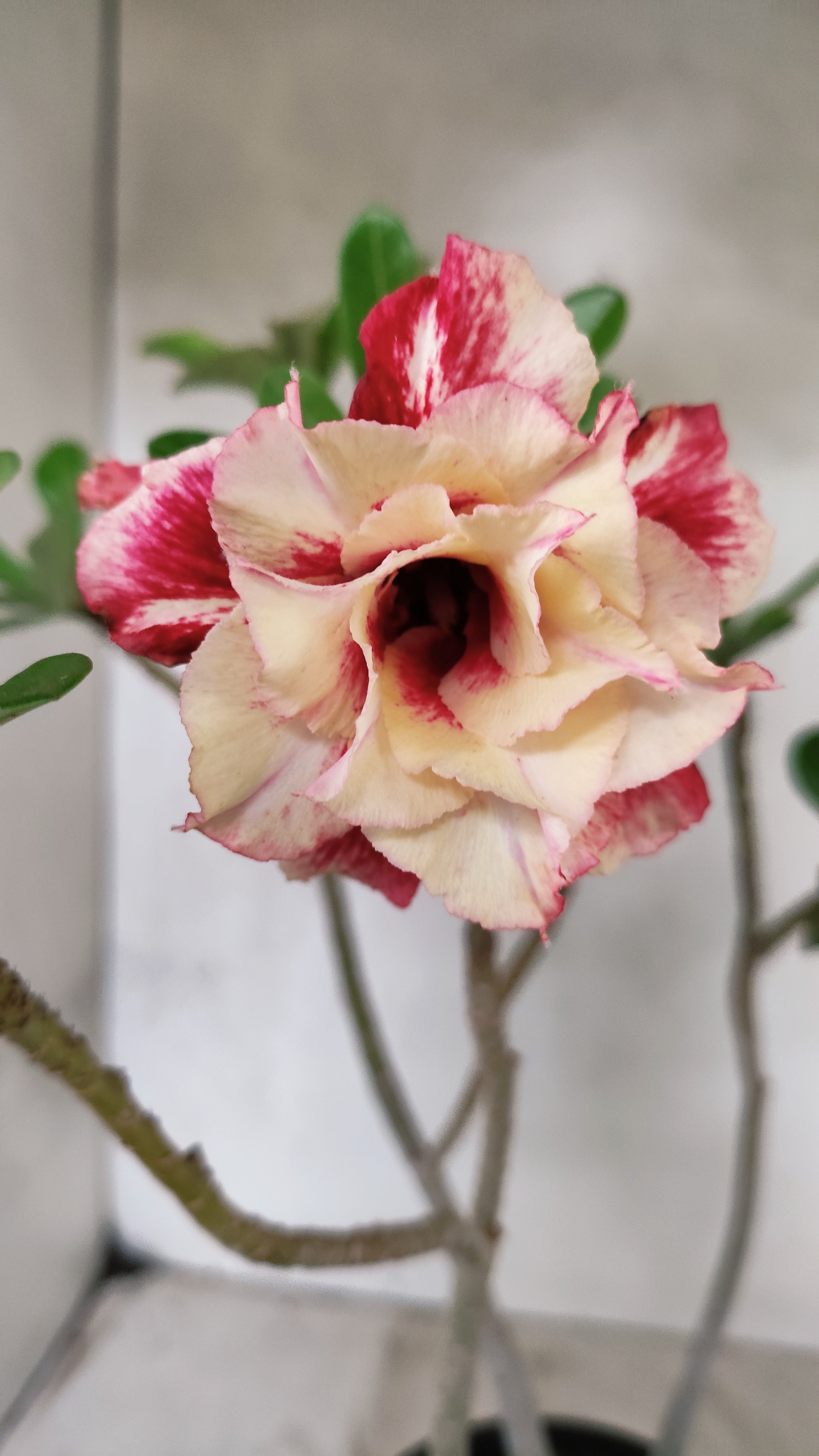 Planta Dobrada 3902 – 35cm – 03 anos