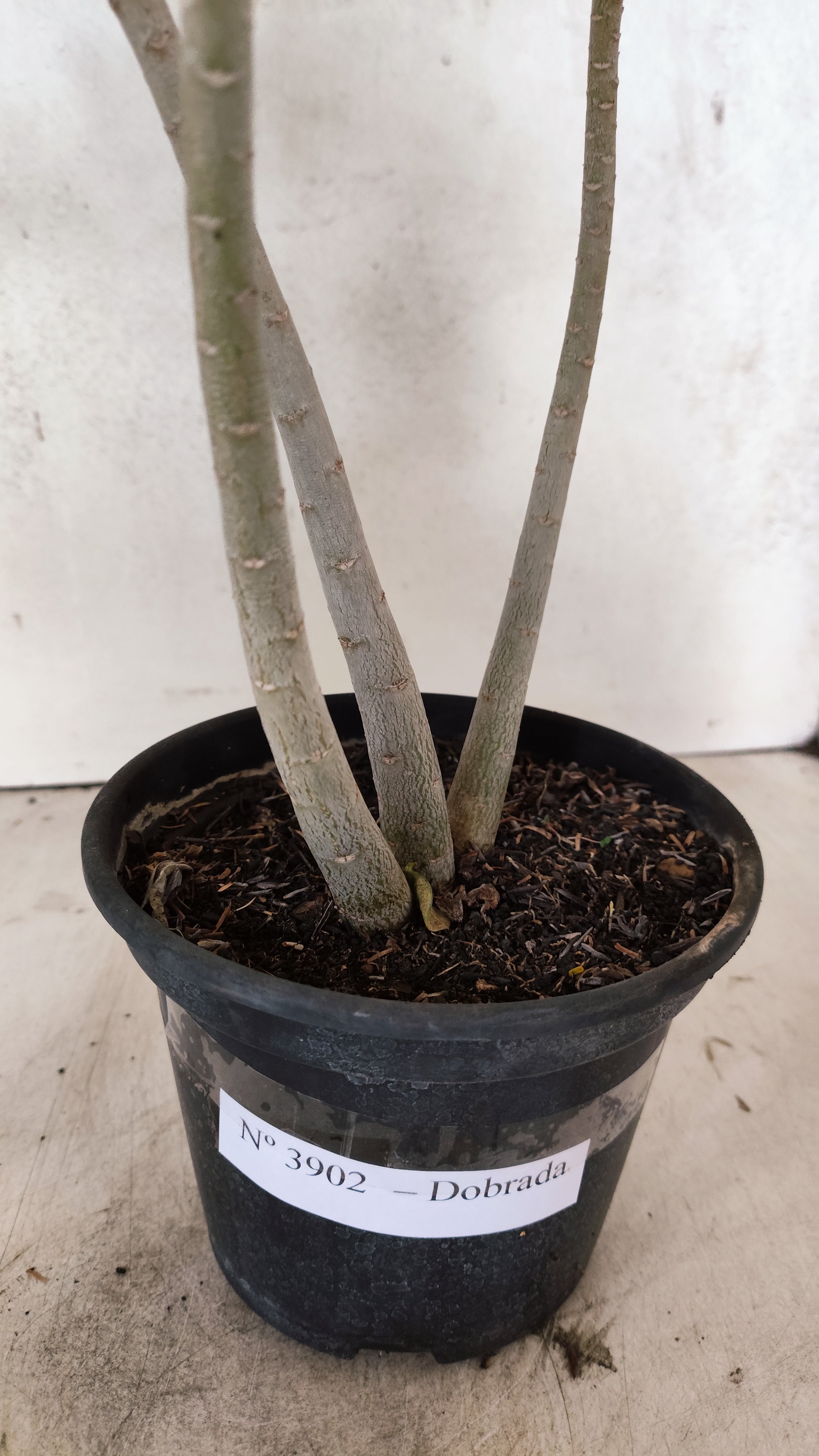 Planta Dobrada 3902 – 35cm – 03 anos