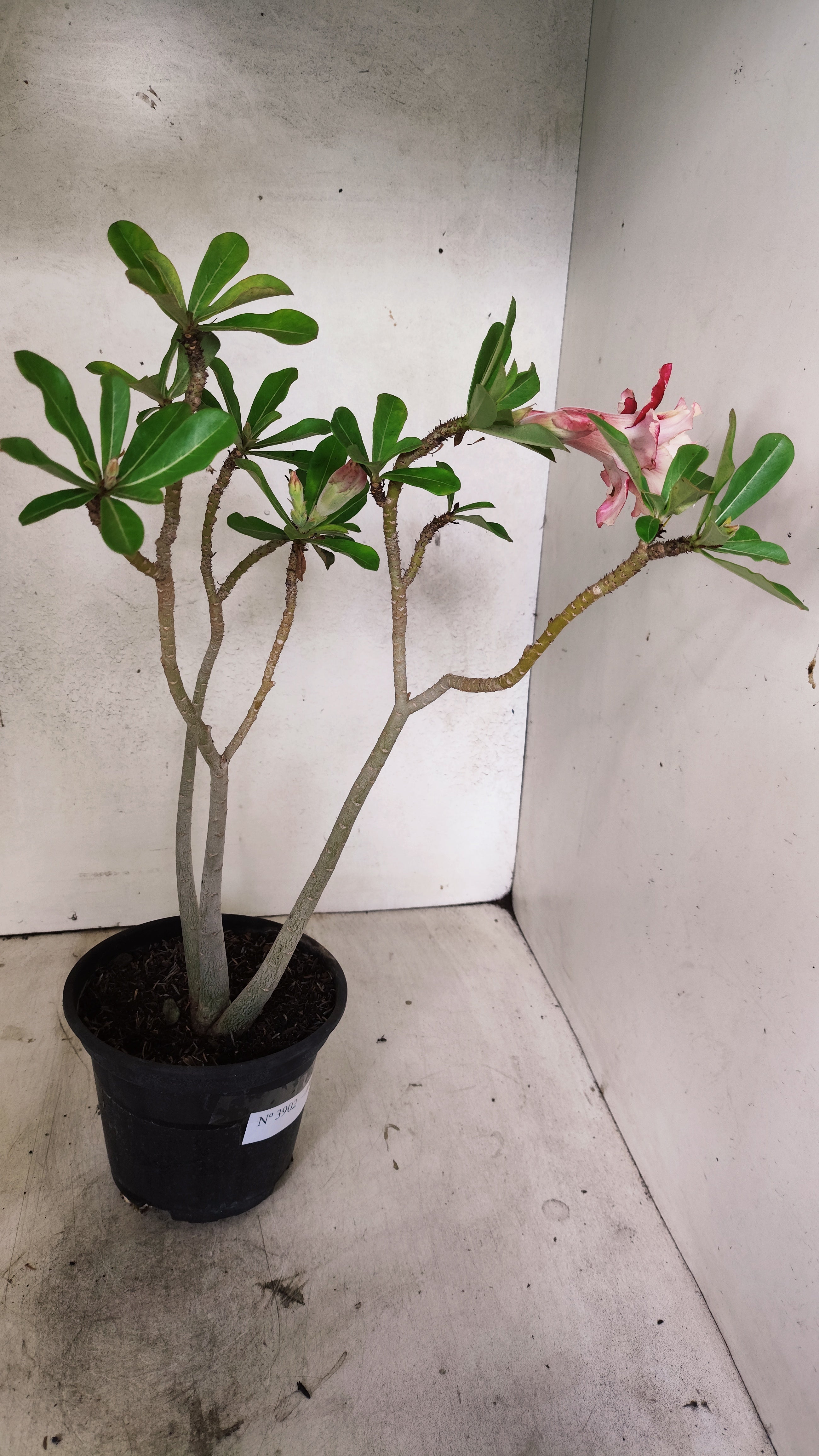 Planta Dobrada 3902 – 35cm – 03 anos