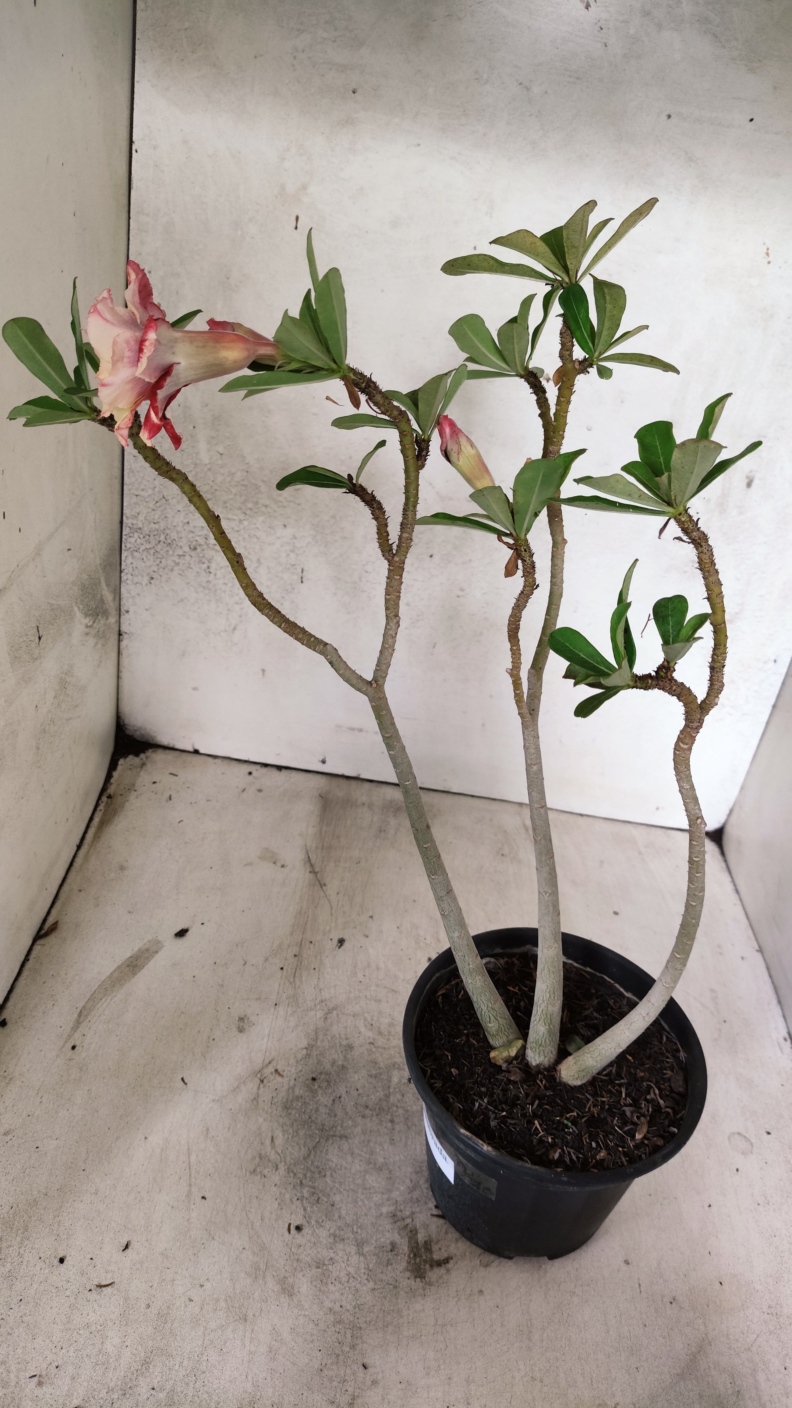 Planta Dobrada 3902 – 35cm – 03 anos
