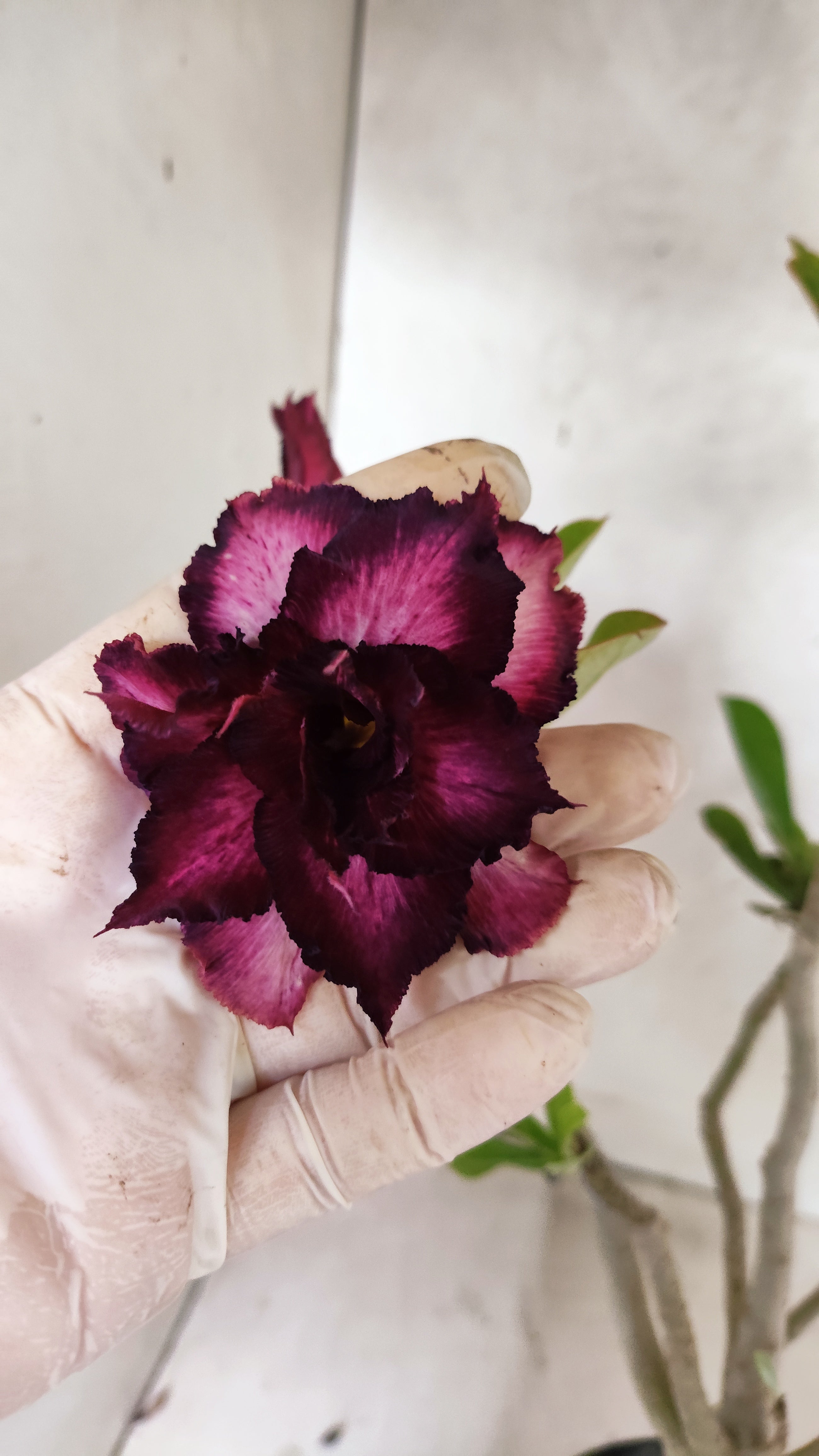 Planta Dobrada 3903 – 35cm – 03 anos