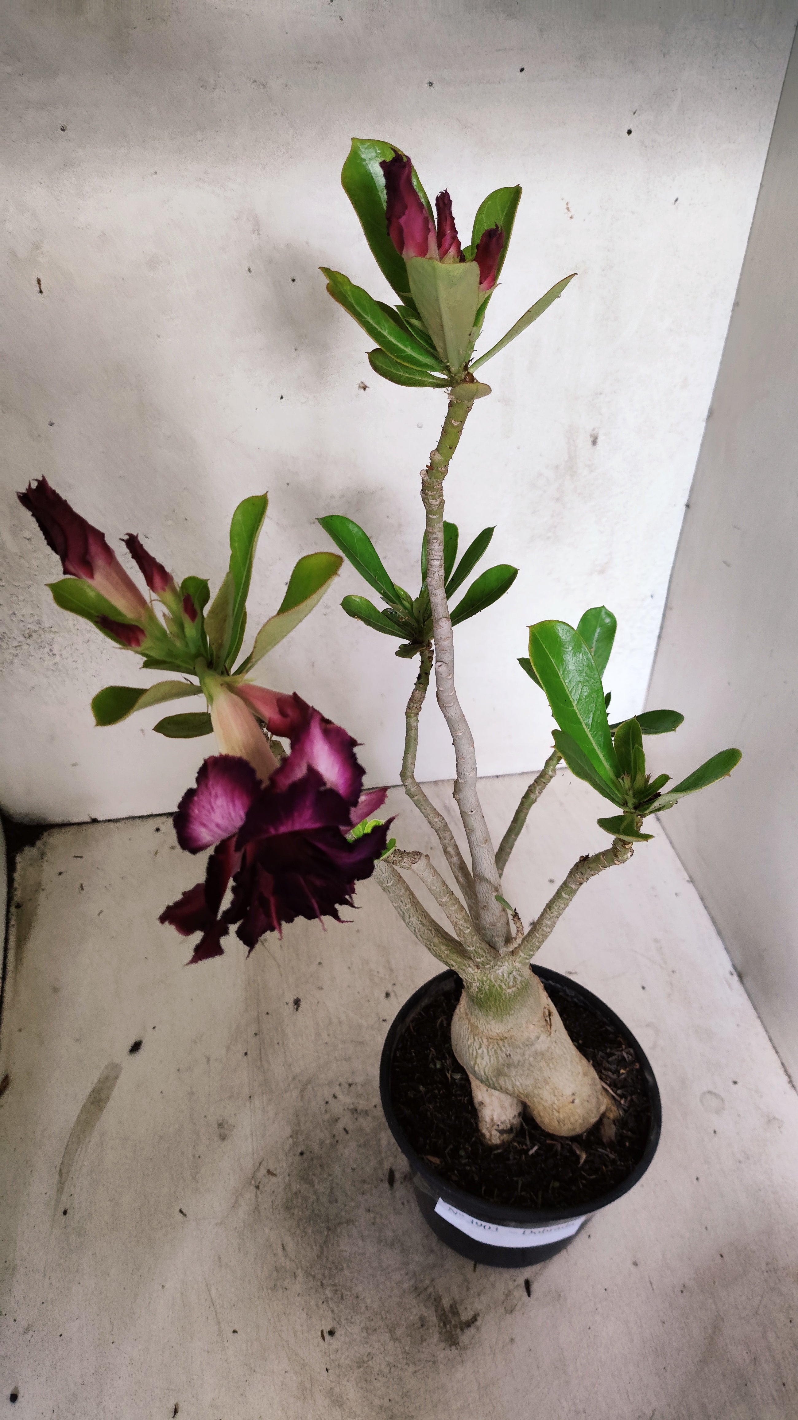 Planta Dobrada 3903 – 35cm – 03 anos