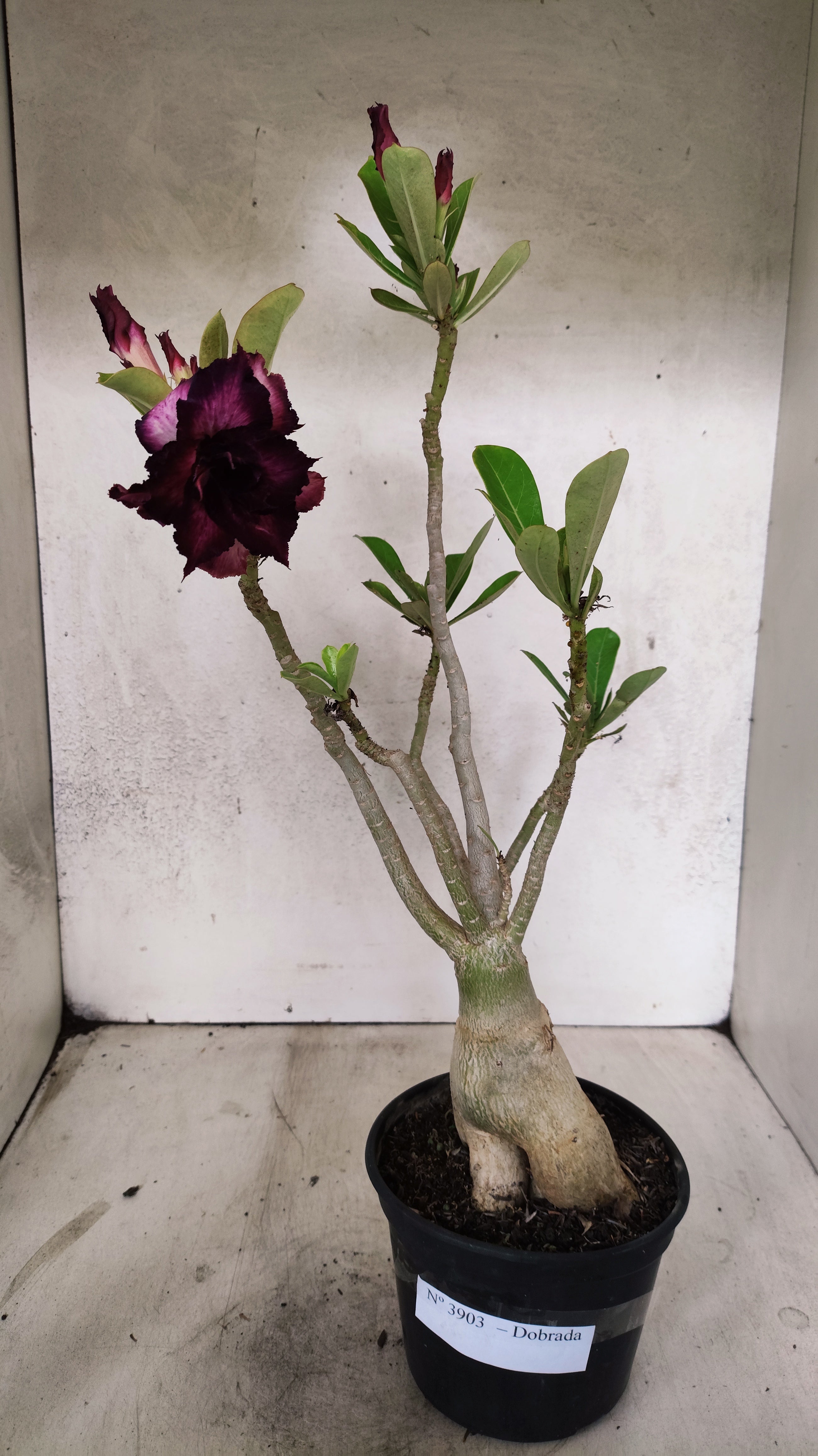 Planta Dobrada 3903 – 35cm – 03 anos