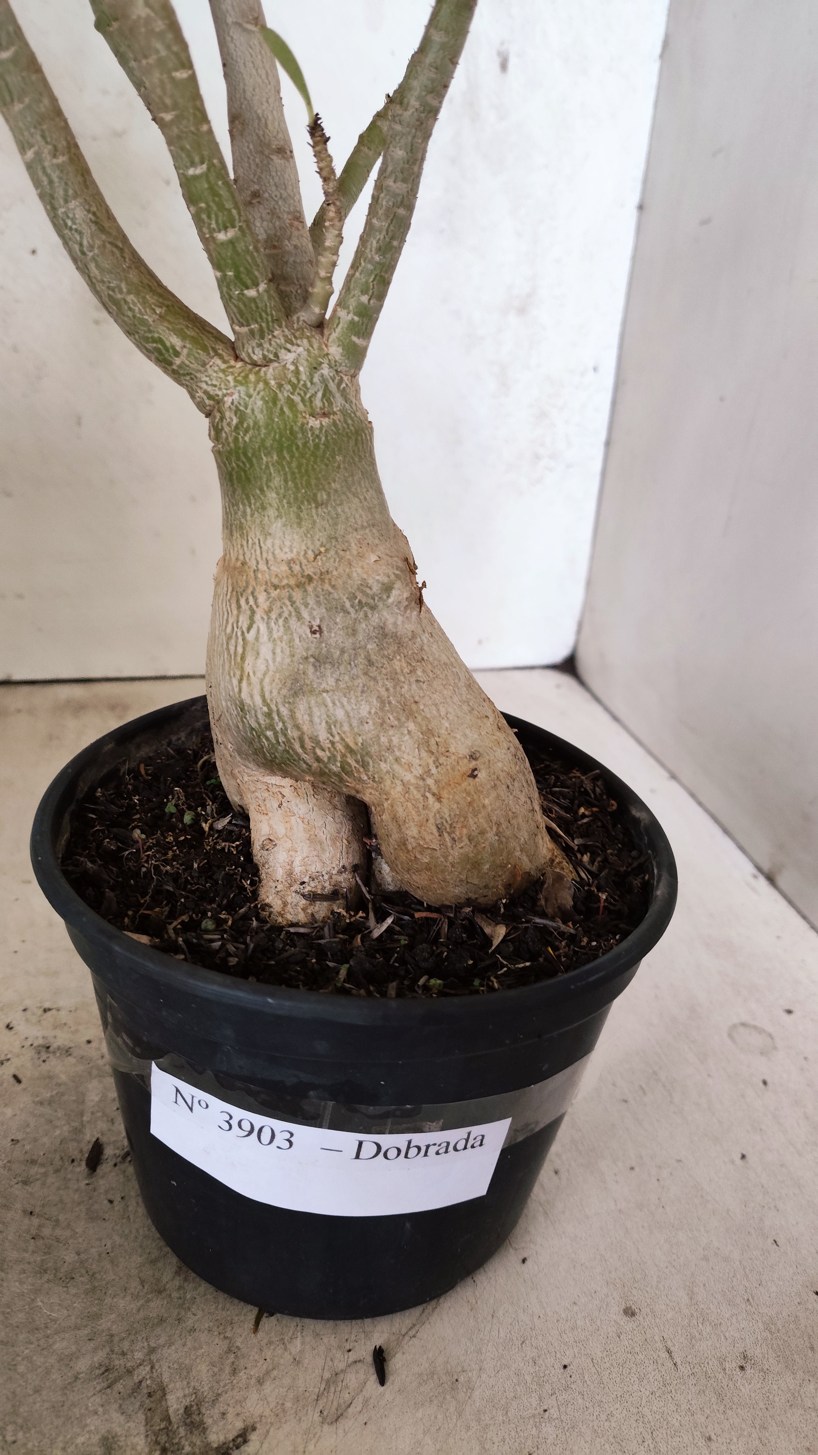 Planta Dobrada 3903 – 35cm – 03 anos