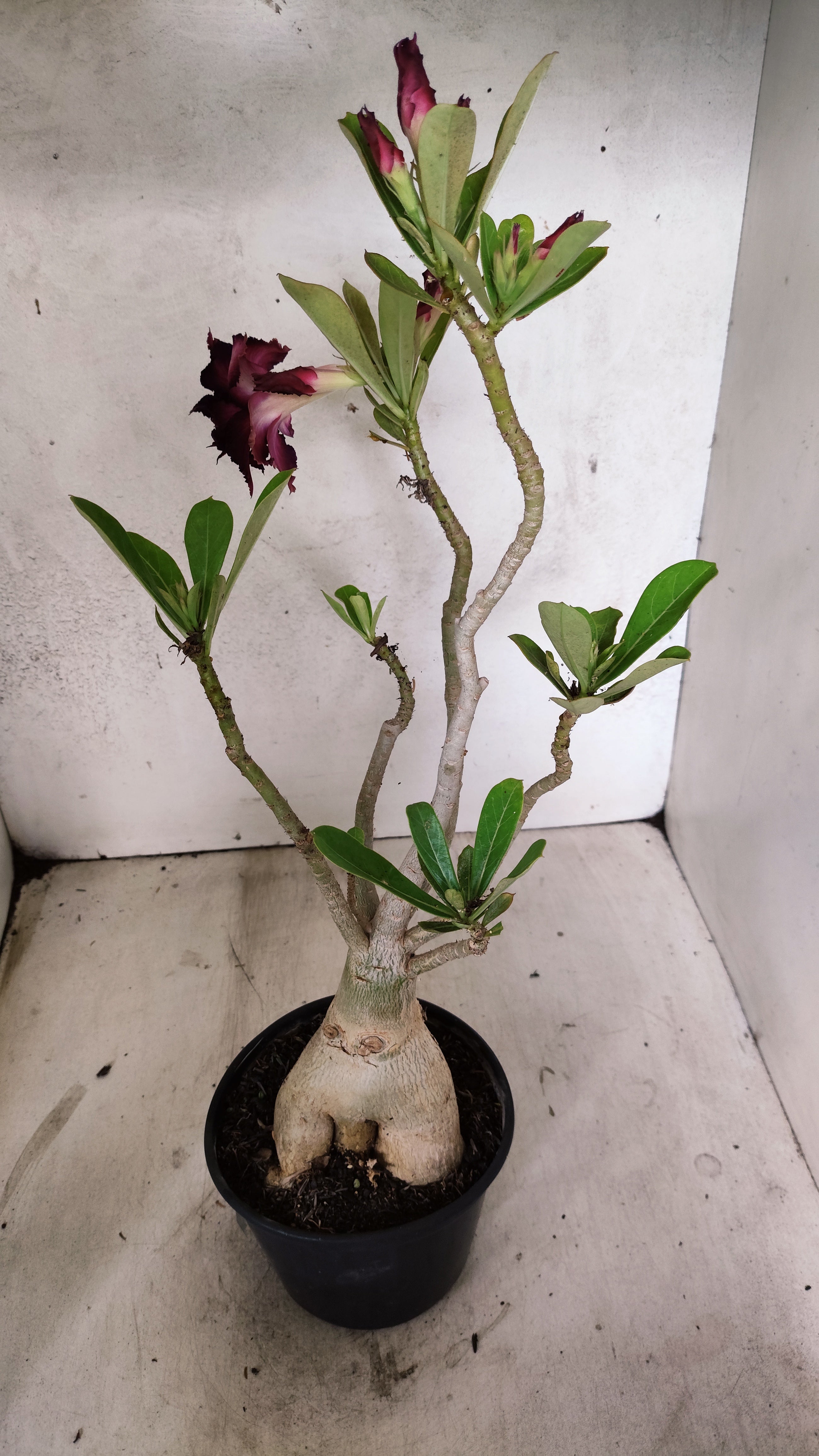 Planta Dobrada 3903 – 35cm – 03 anos