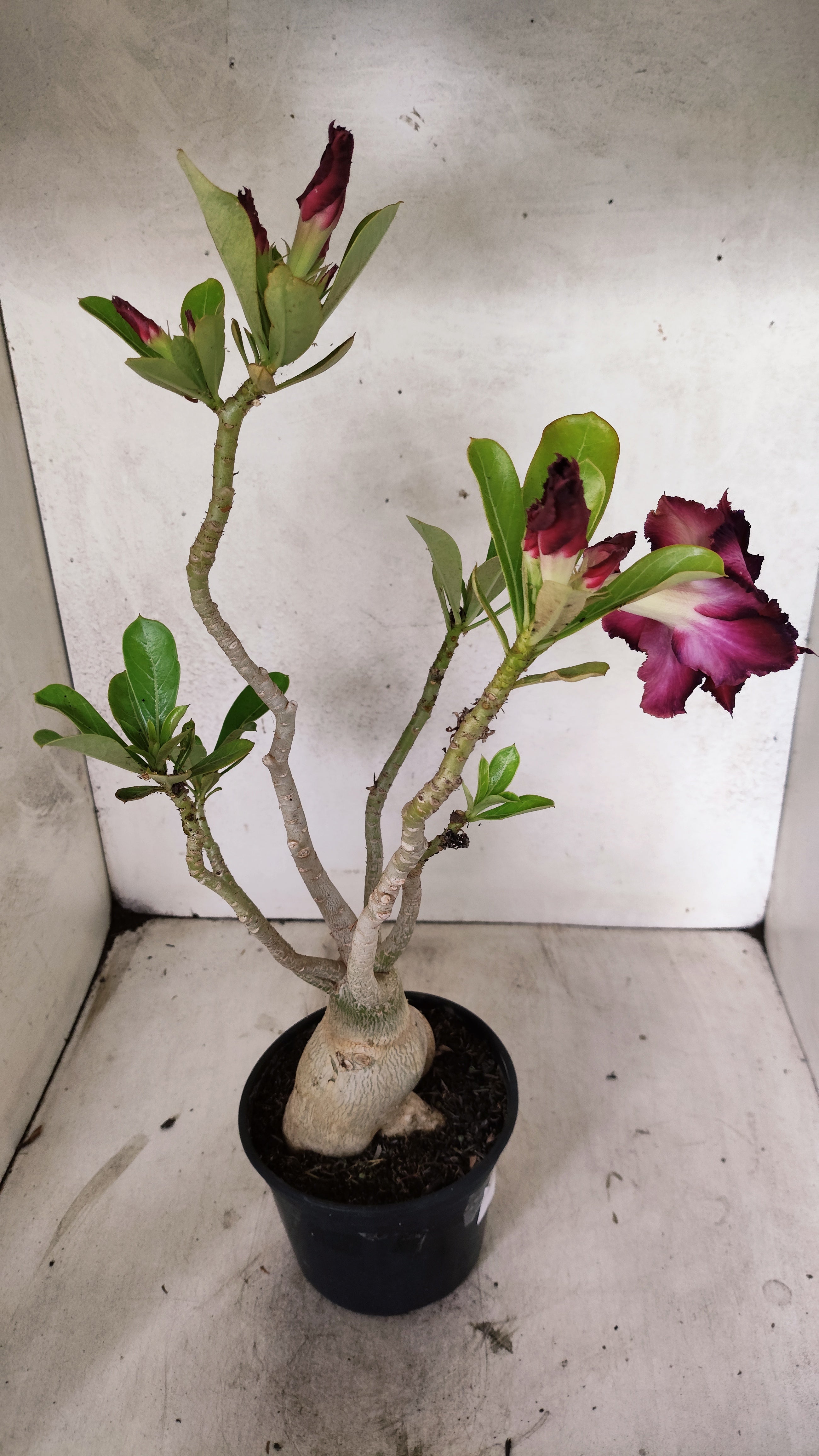 Planta Dobrada 3903 – 35cm – 03 anos