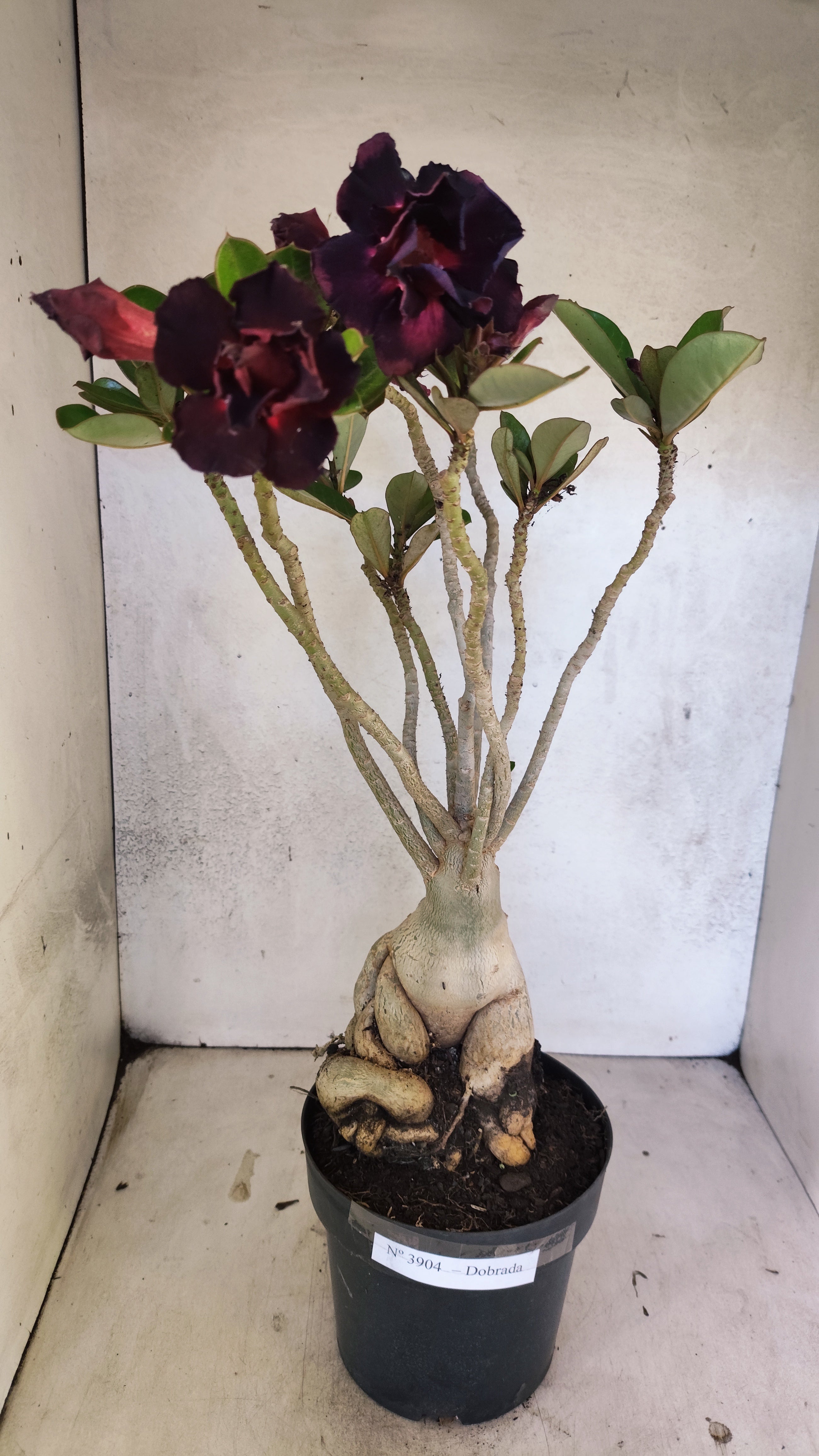 Planta Dobrada 3904 – 40cm – 04 anos