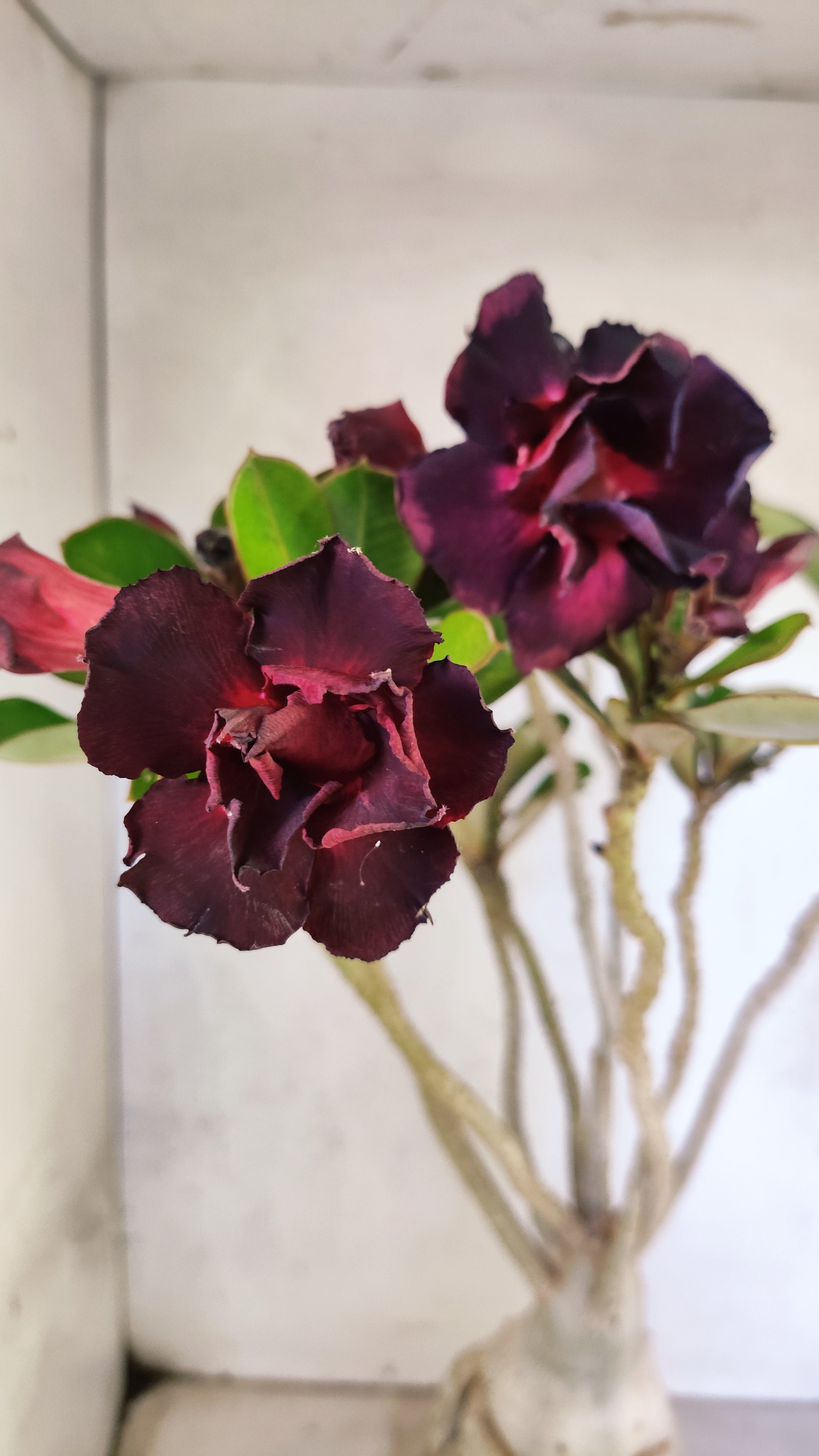 Planta Dobrada 3904 – 40cm – 04 anos