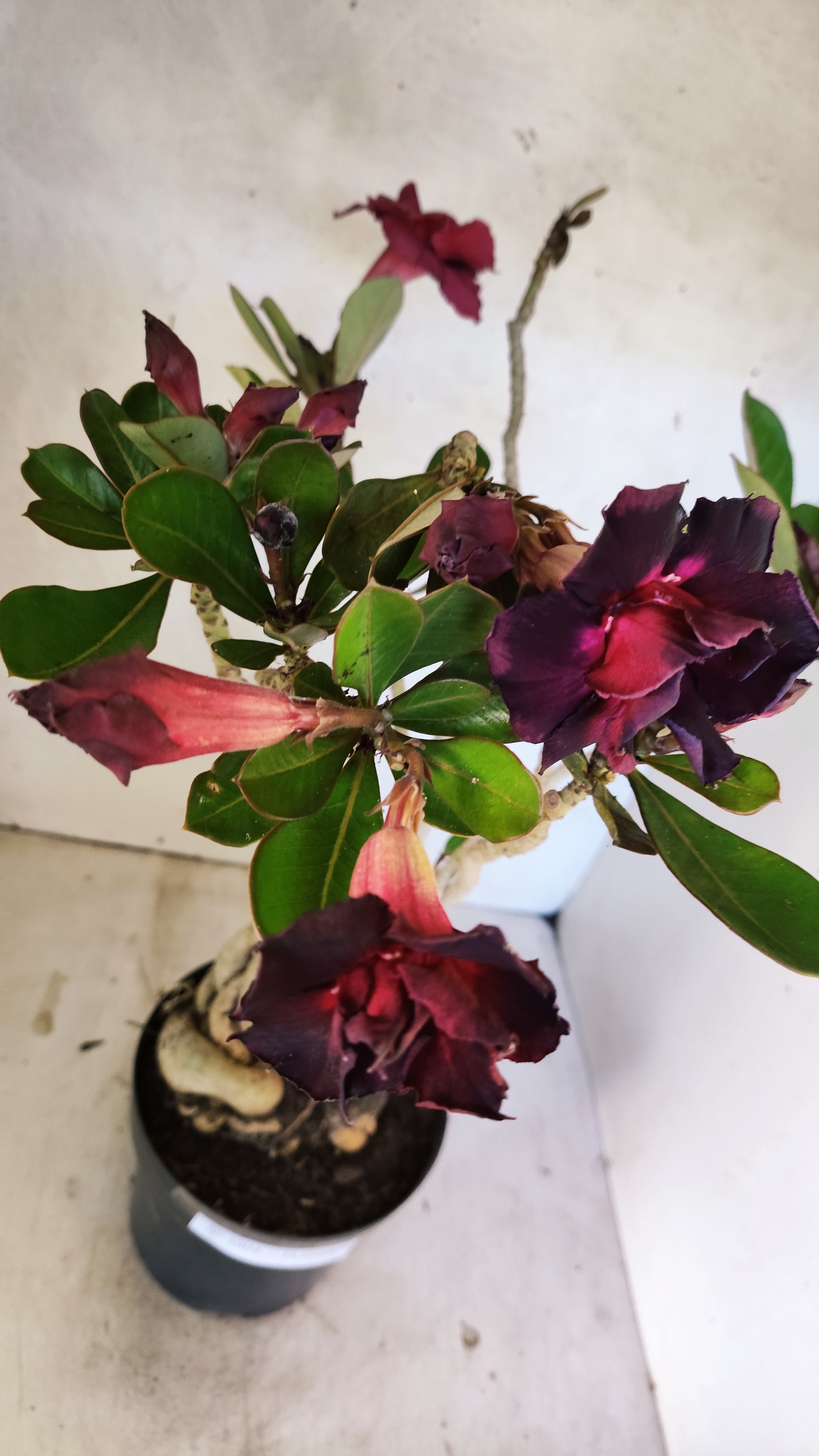 Planta Dobrada 3904 – 40cm – 04 anos