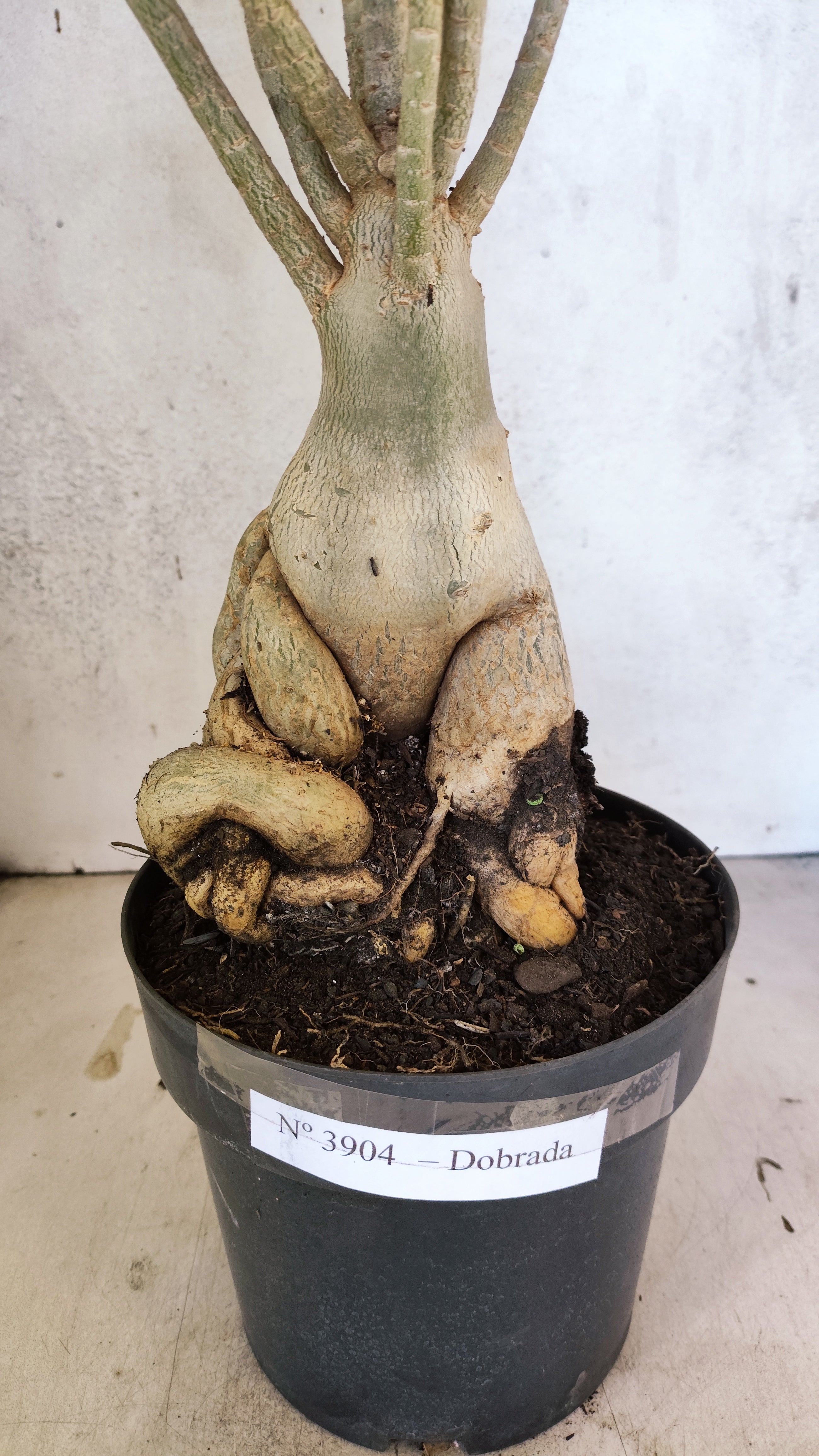 Planta Dobrada 3904 – 40cm – 04 anos