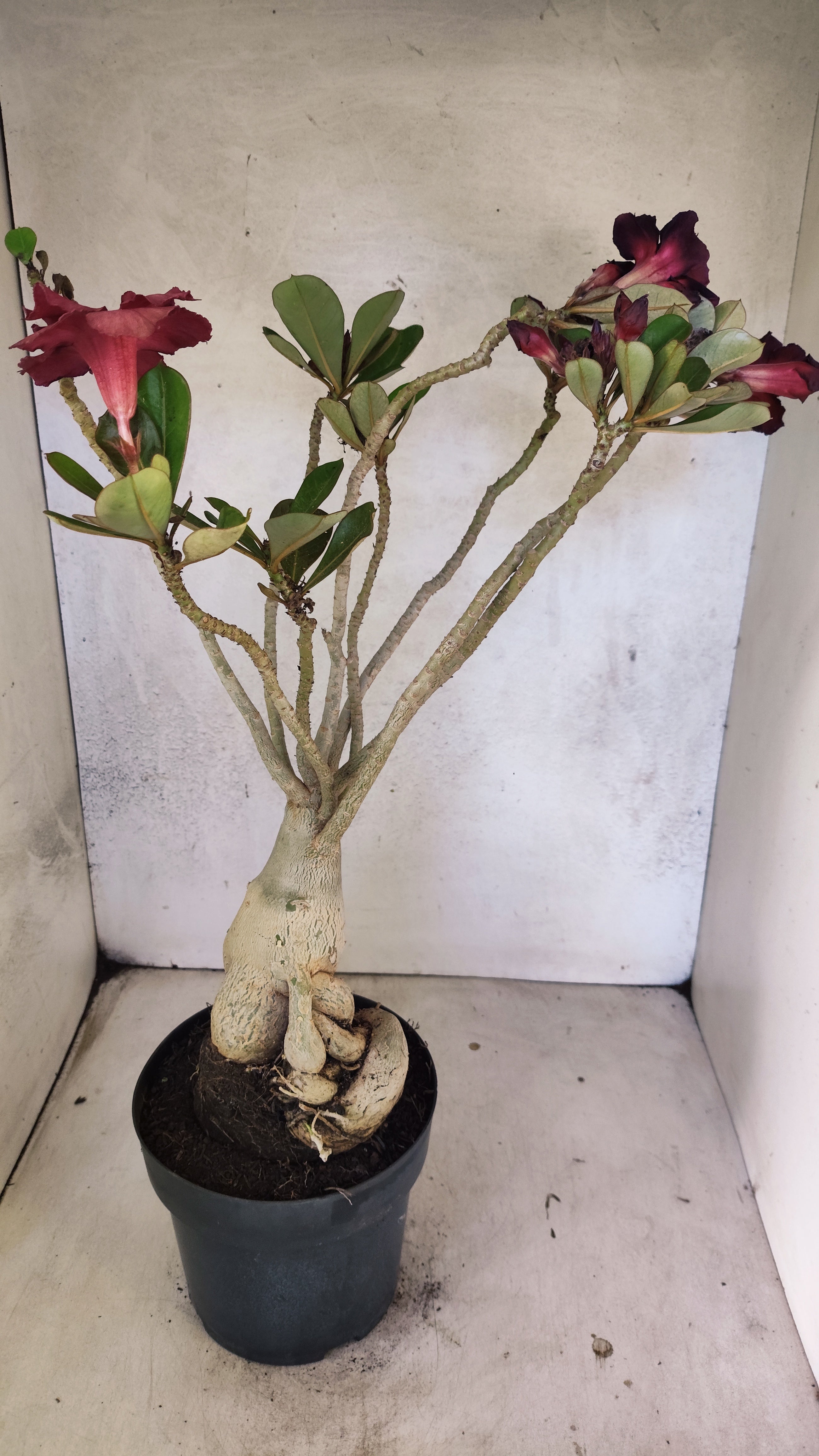 Planta Dobrada 3904 – 40cm – 04 anos