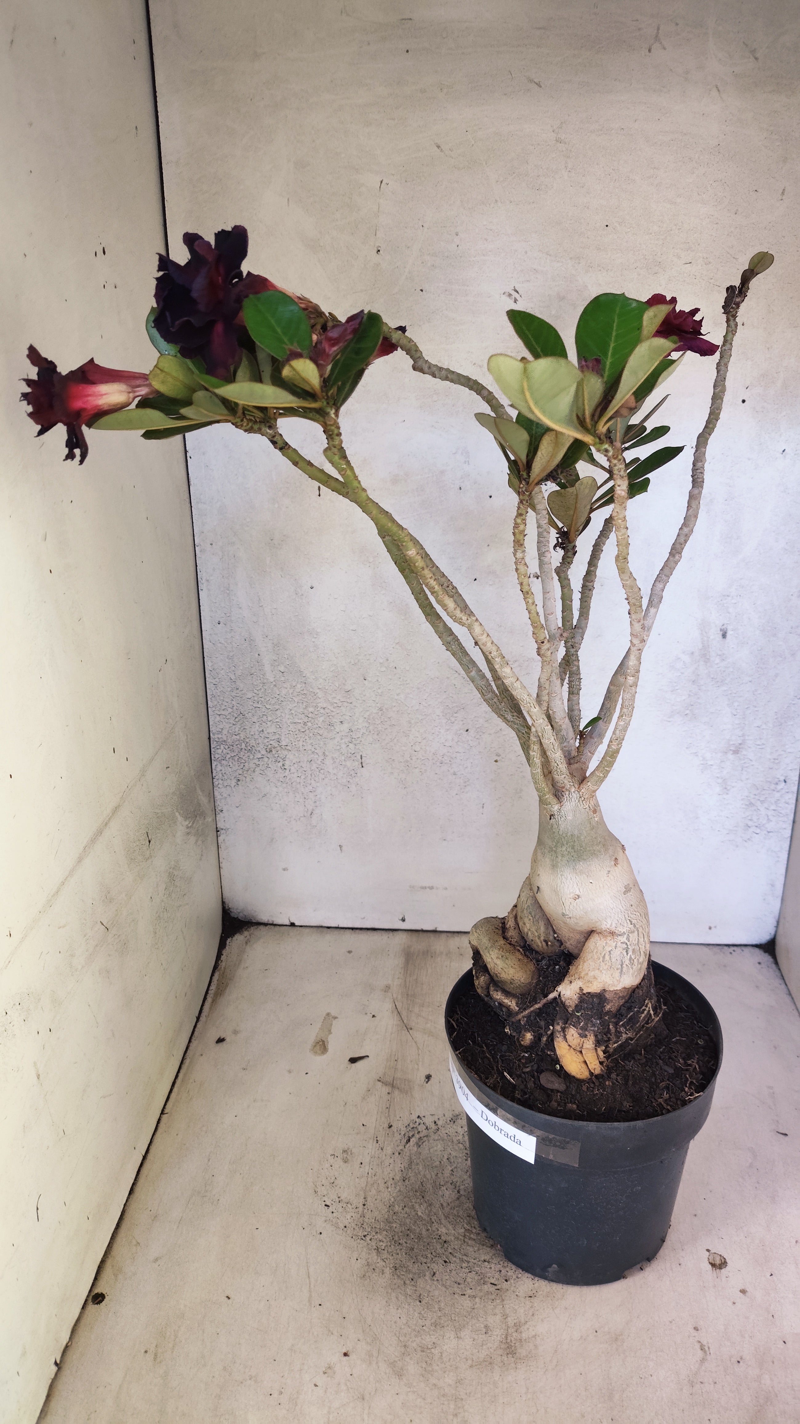 Planta Dobrada 3904 – 40cm – 04 anos