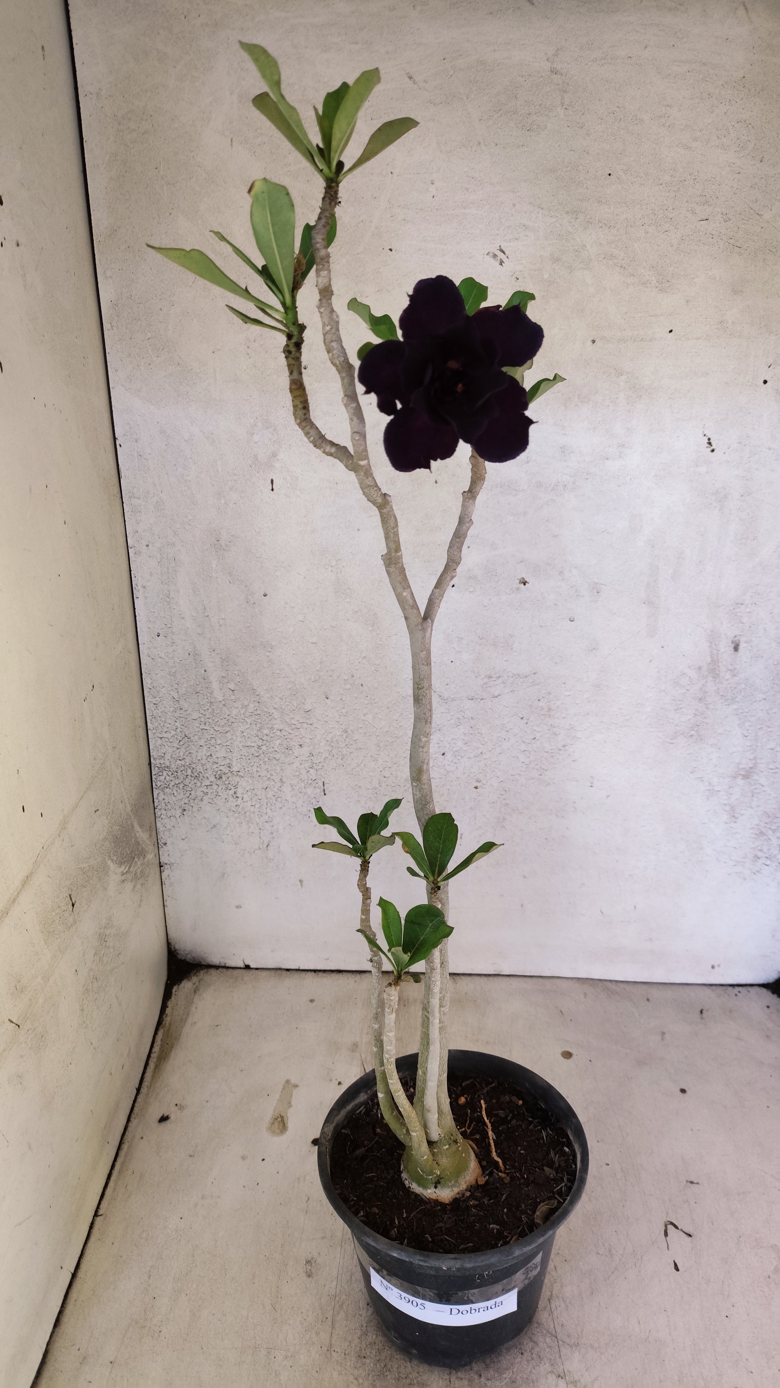 Planta Dobrada 3905 – 35cm – 03 anos