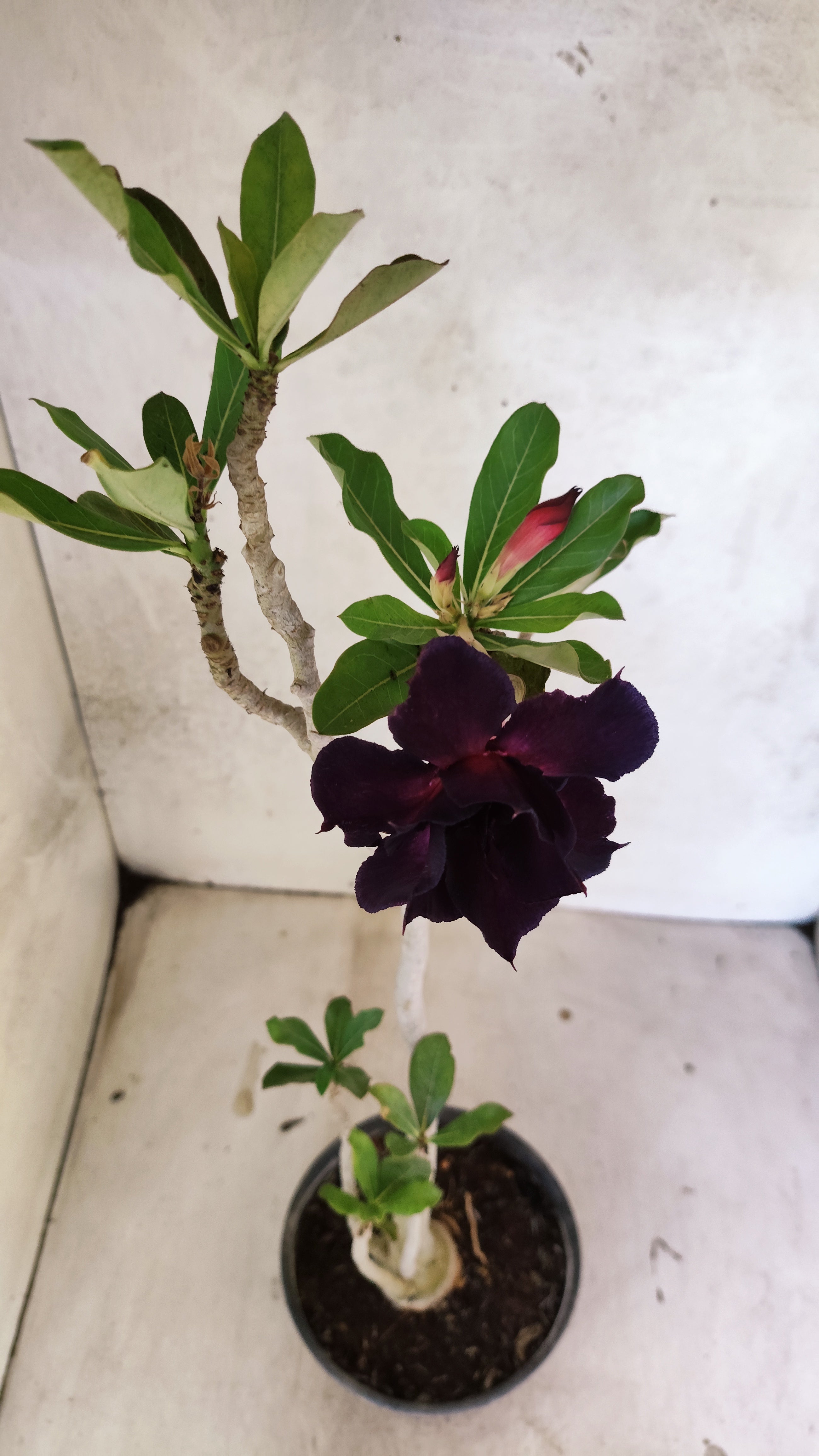 Planta Dobrada 3905 – 35cm – 03 anos